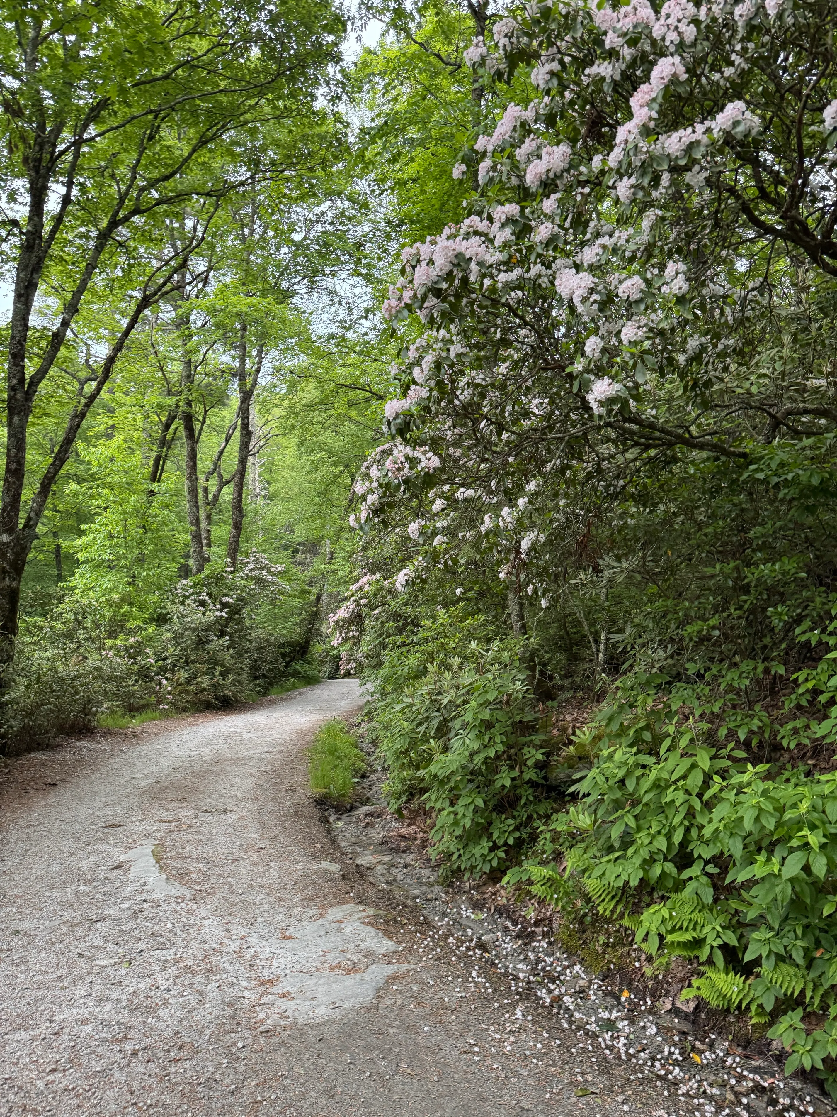 Chastain Park Trail