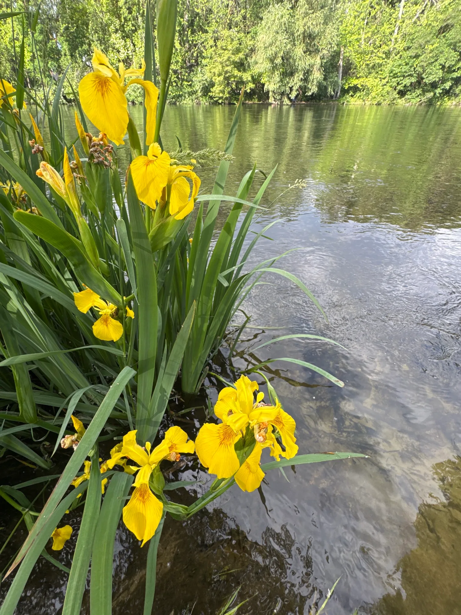 Riverside Pedestrian Path