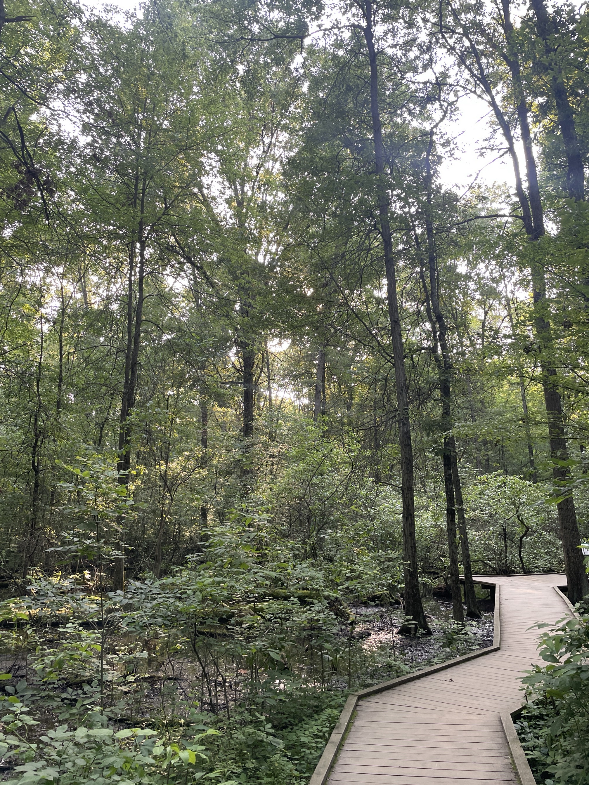 Blacklick Woods Canopy Walk