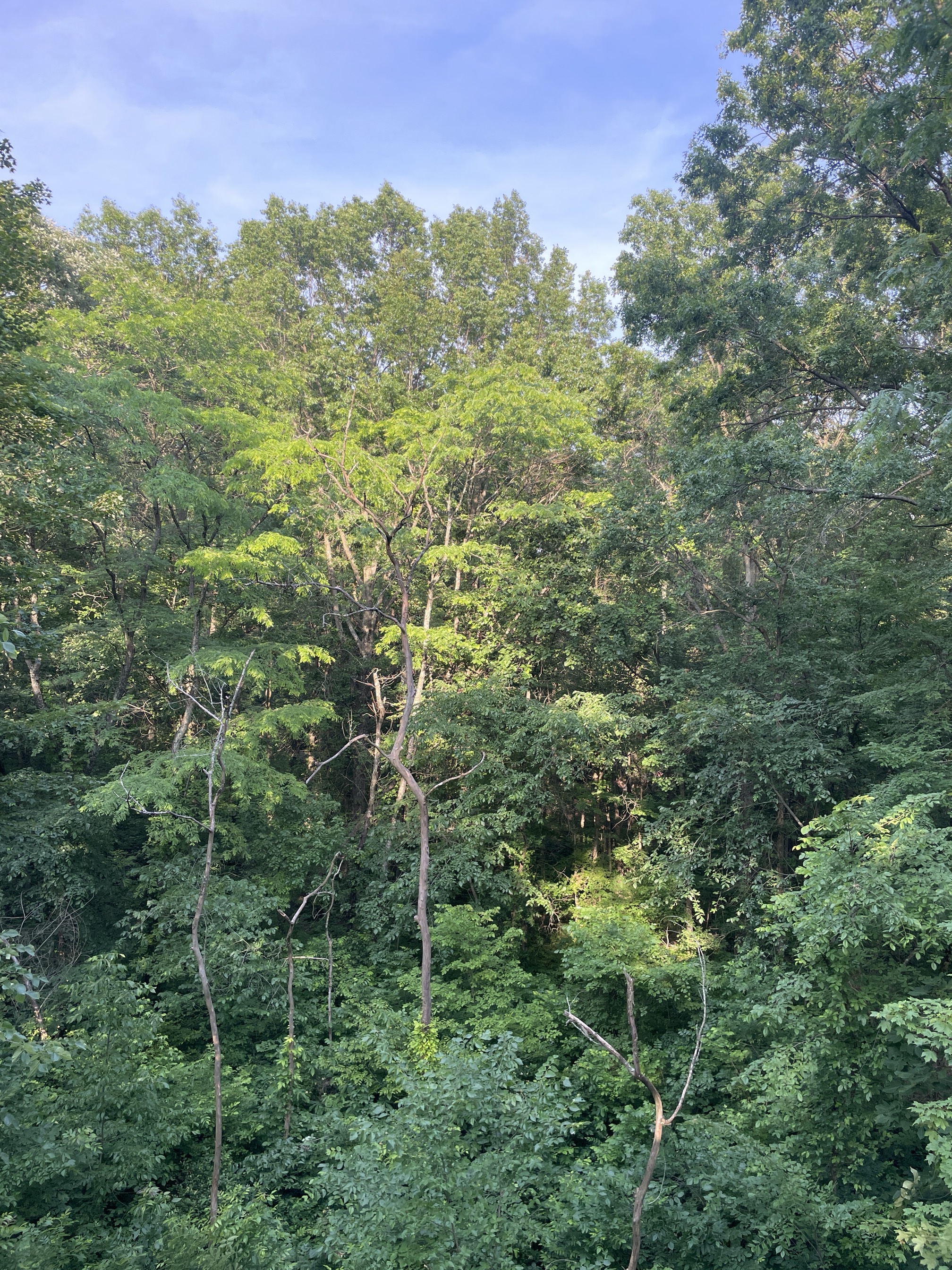 Blacklick Woods Canopy Walk