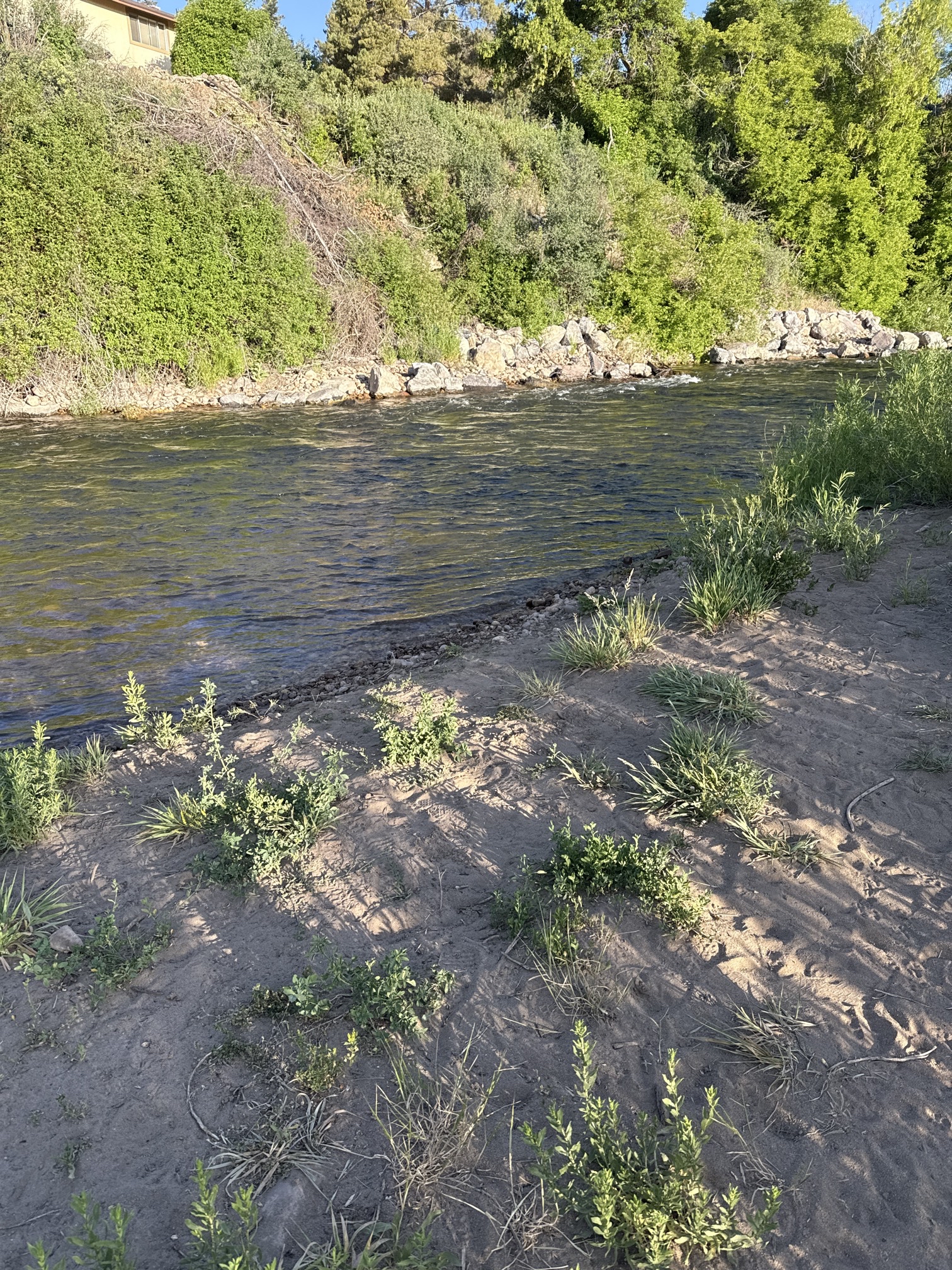 Fly Fish the Middle Provo River