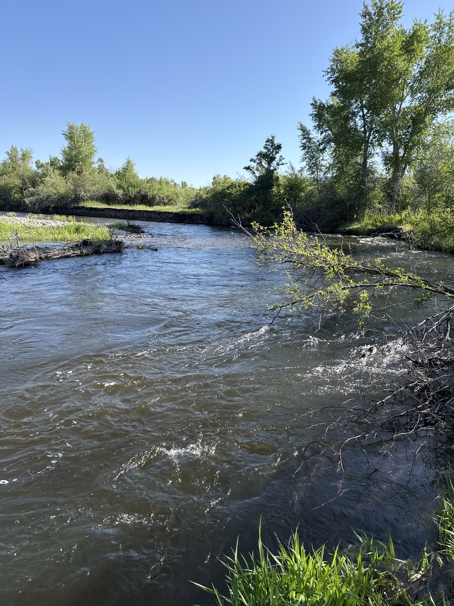 Fly Fish the Middle Provo River