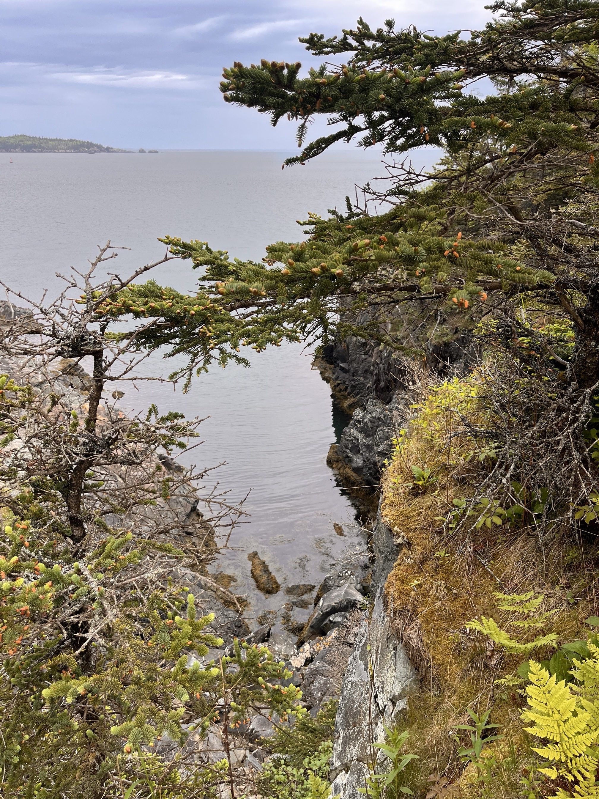 Quoddy Coast Guard Trail