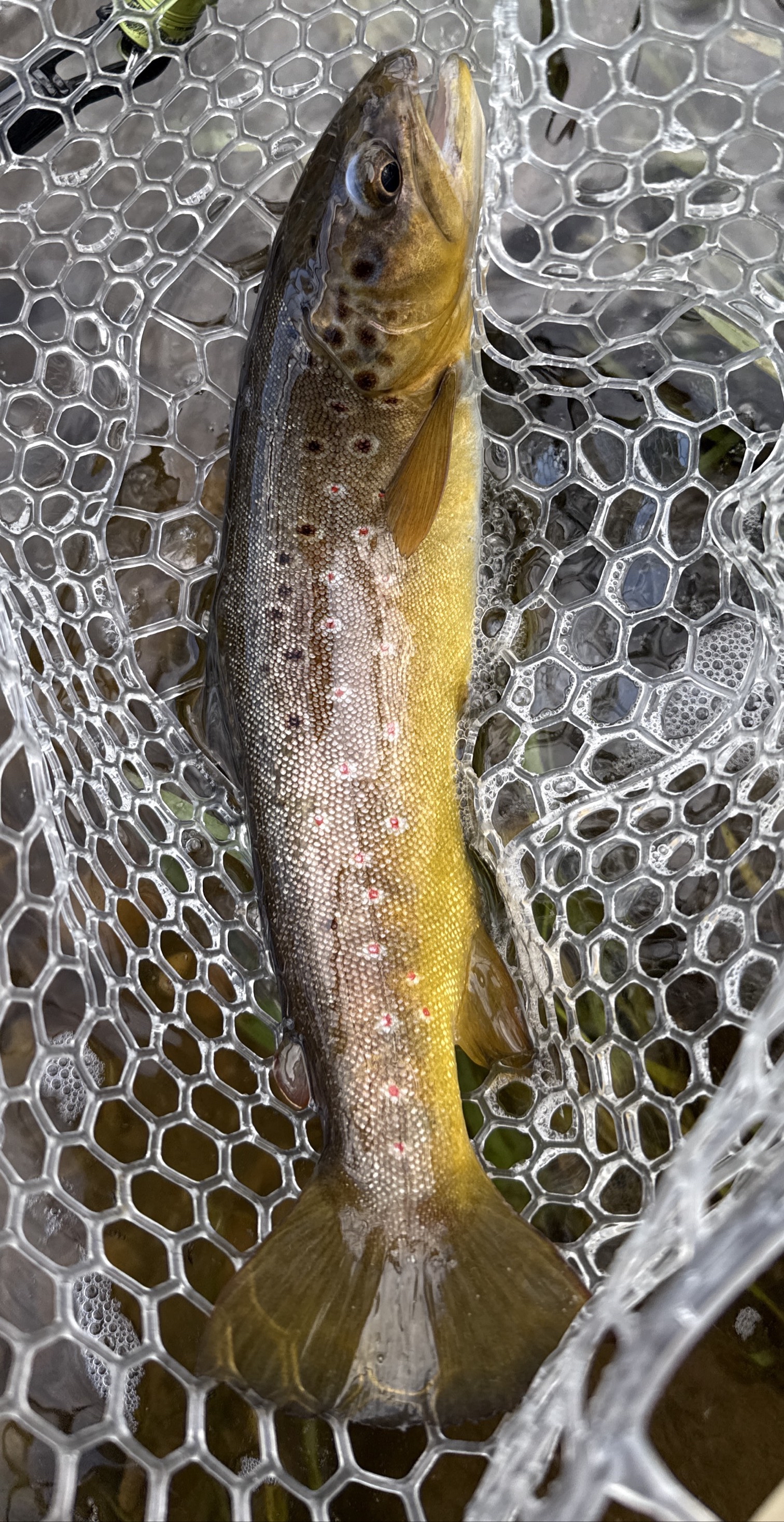 Fly Fish the Middle Provo River