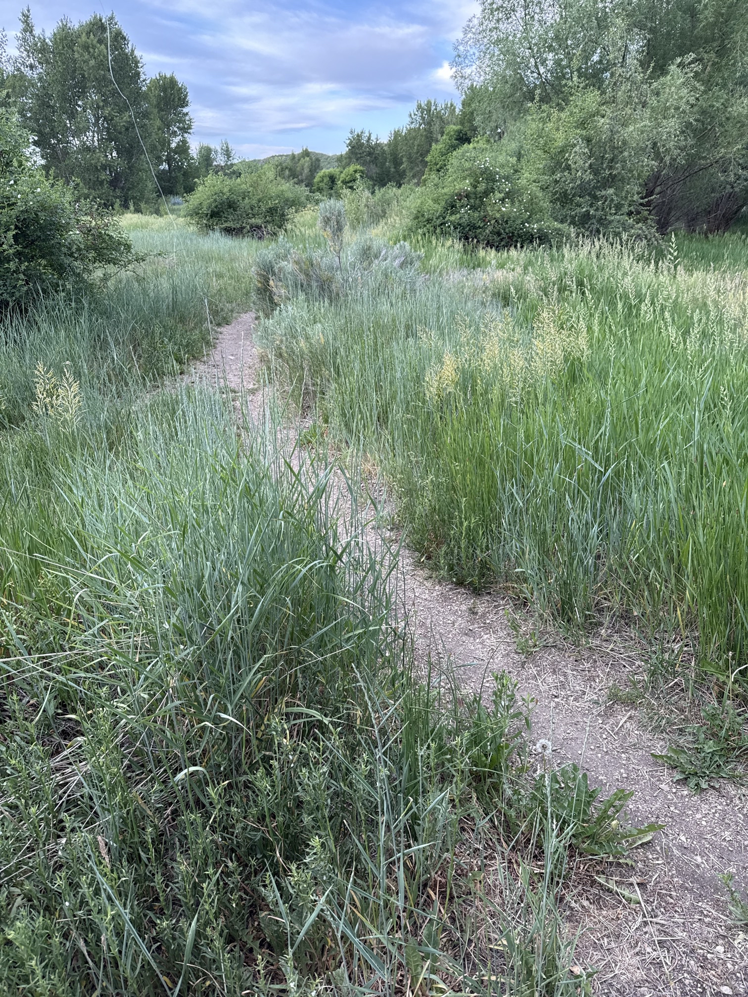 Fly Fish the Middle Provo River