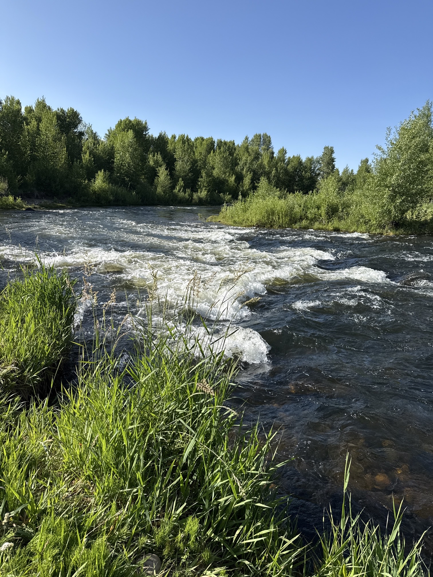 Fly Fish the Middle Provo River