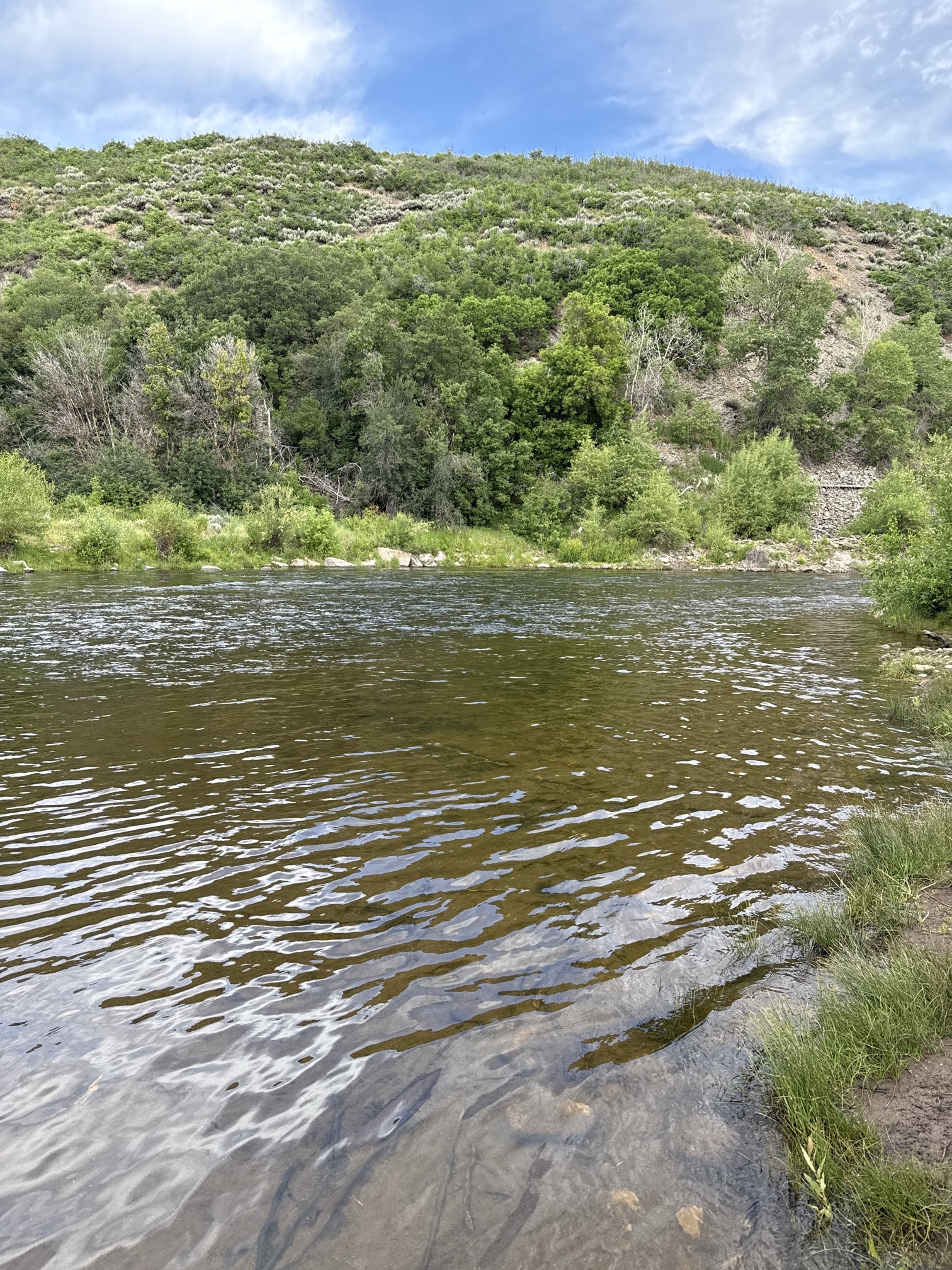 Fly Fish the Middle Provo River