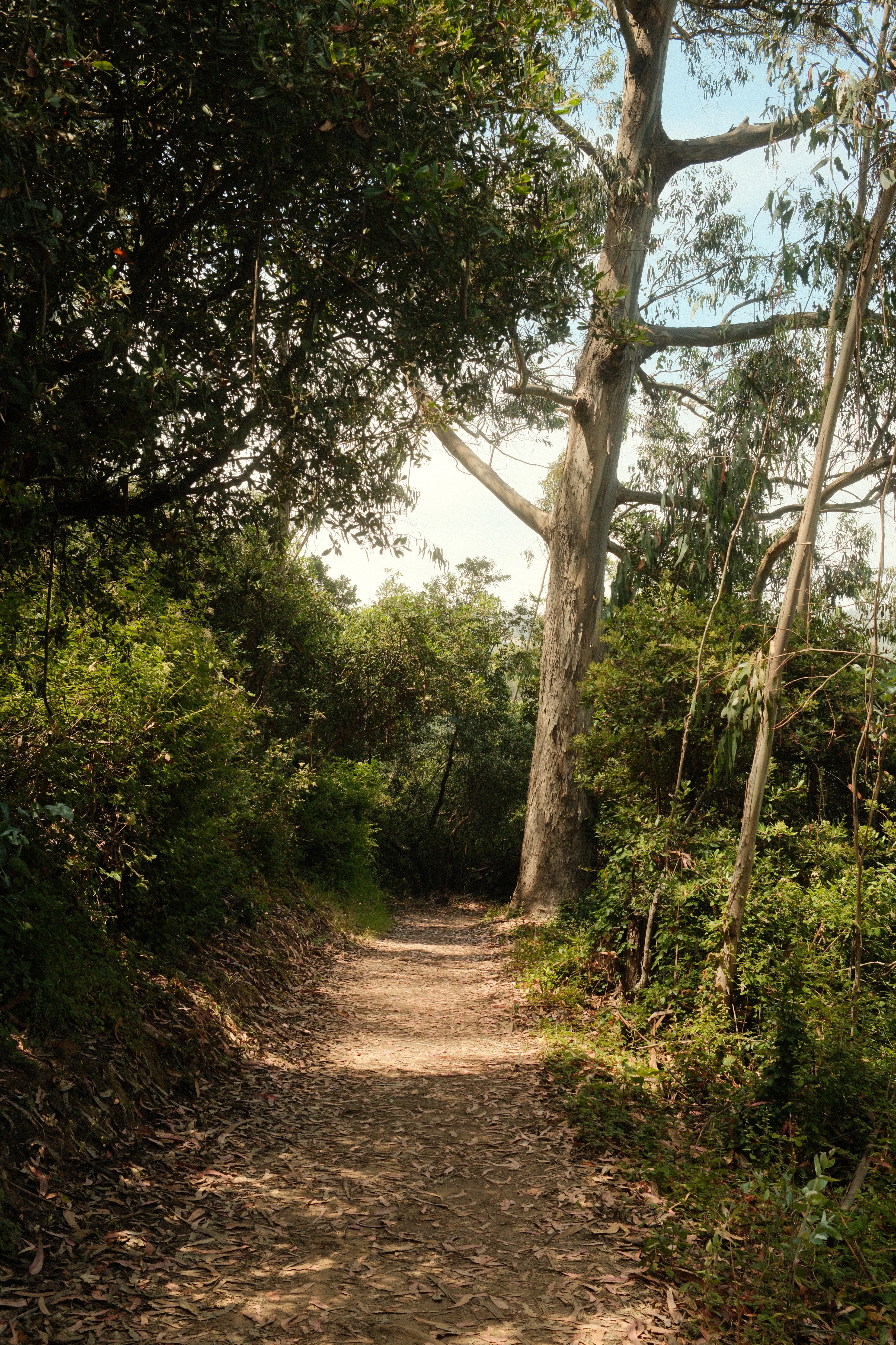 Brooks Falls Loop