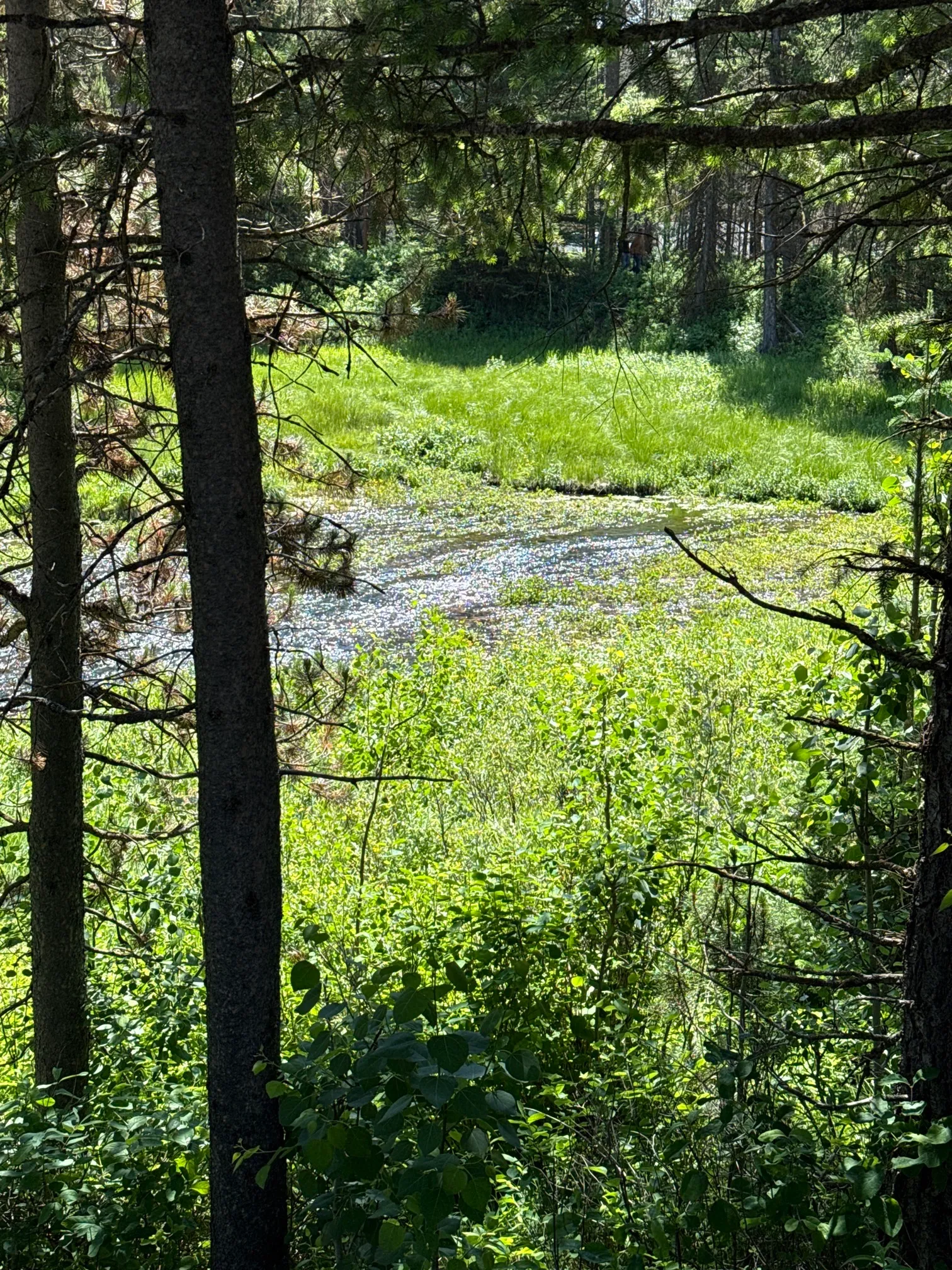 Big Springs and Johnny Sack's Cabin