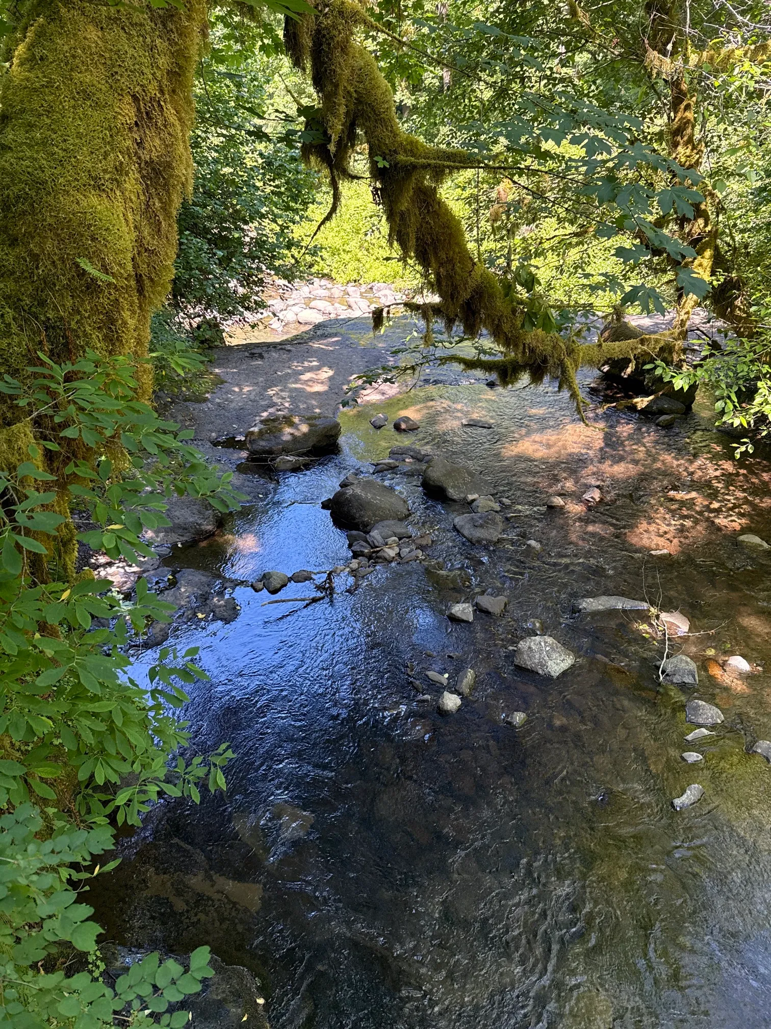 McDowell Creek County Park Loop