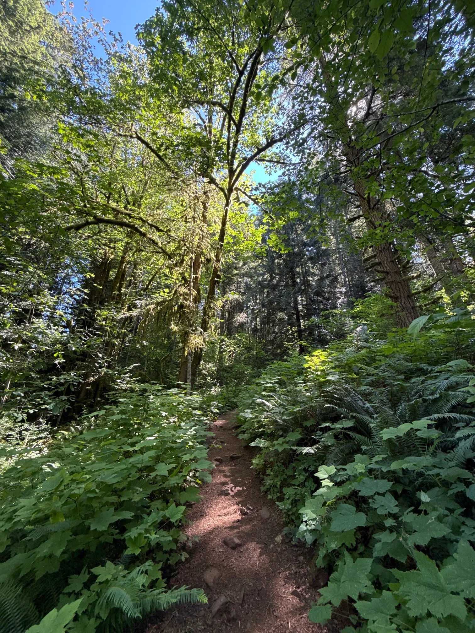 McDowell Creek County Park Loop