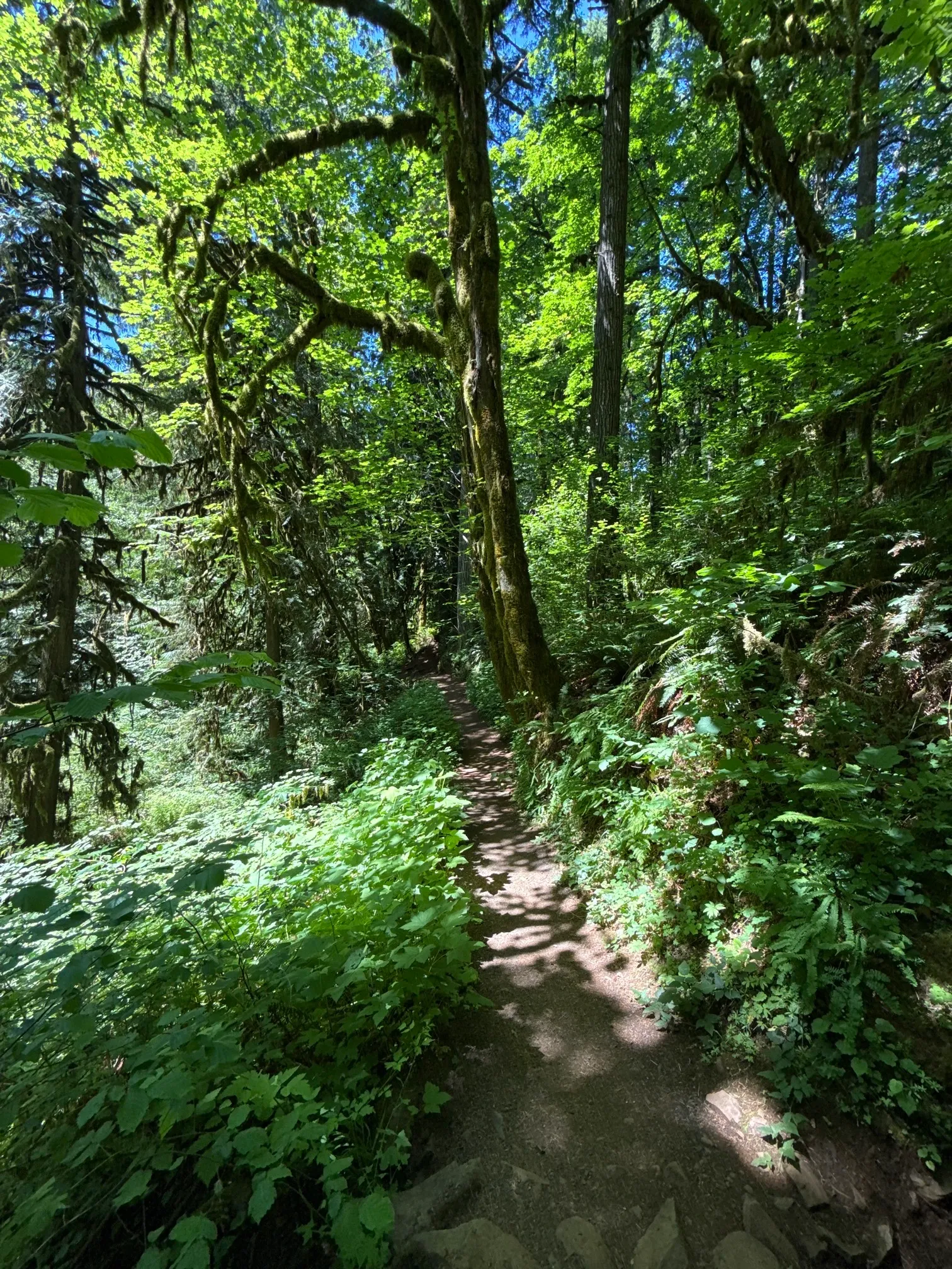 McDowell Creek County Park Loop