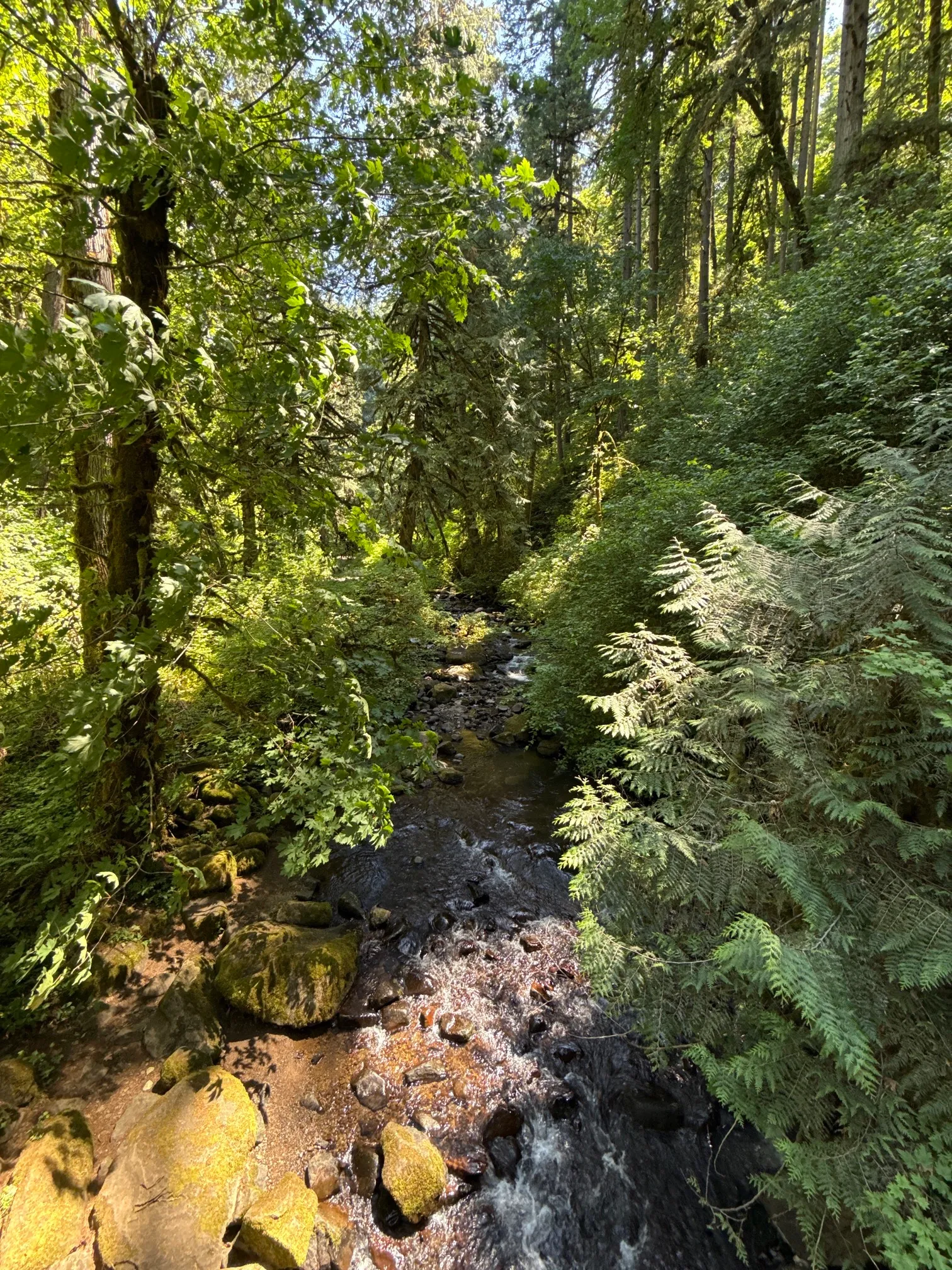 McDowell Creek County Park Loop