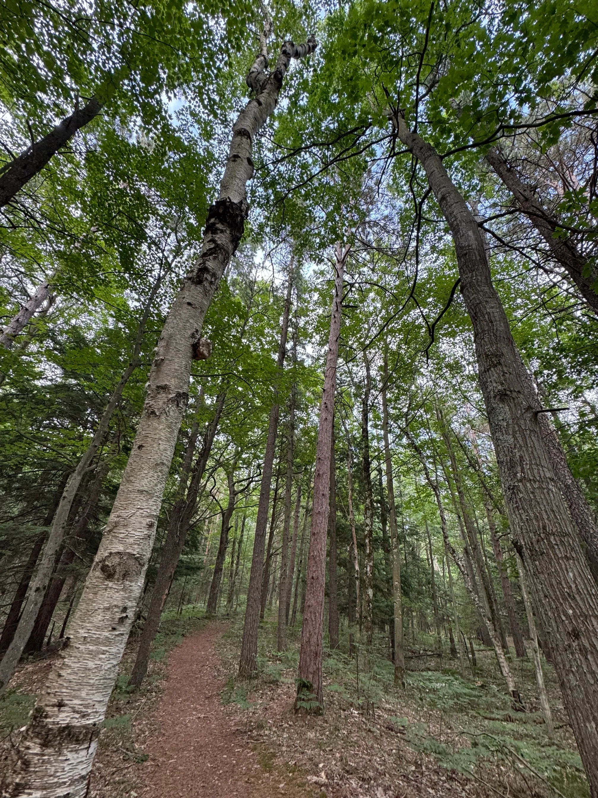 Old Indian Trails: Black Arrow and Green Arrow Loops