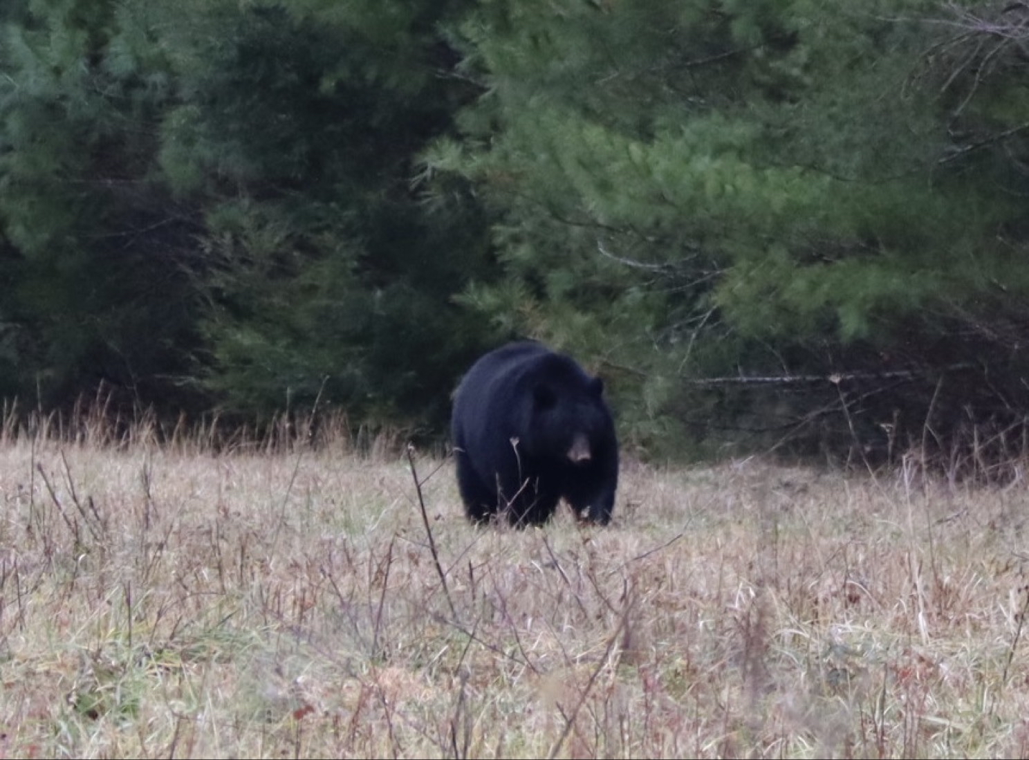 Cade's Cove Loop