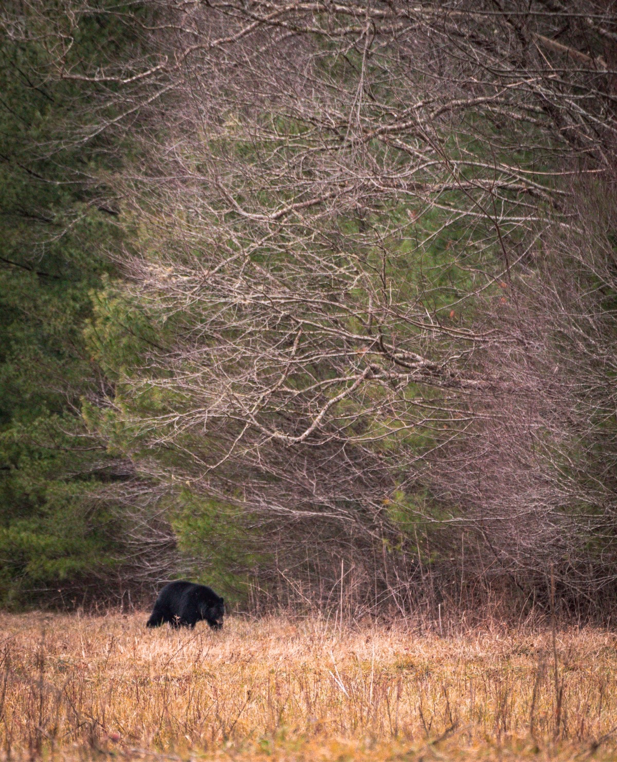 Cade's Cove Loop