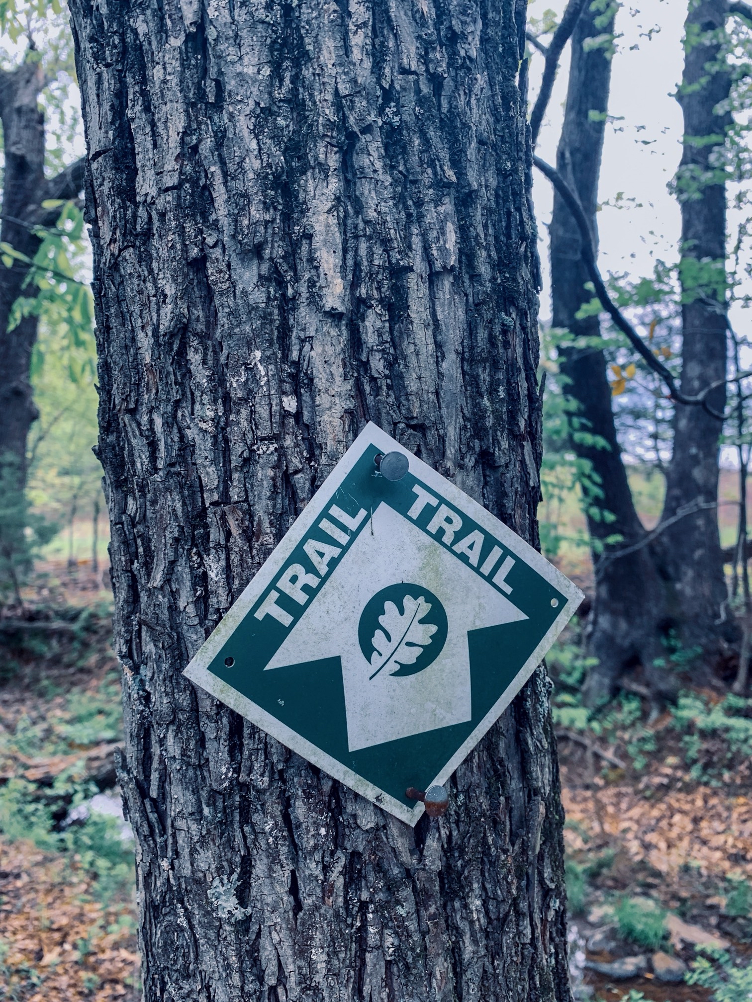 Mantle Rock Trail
