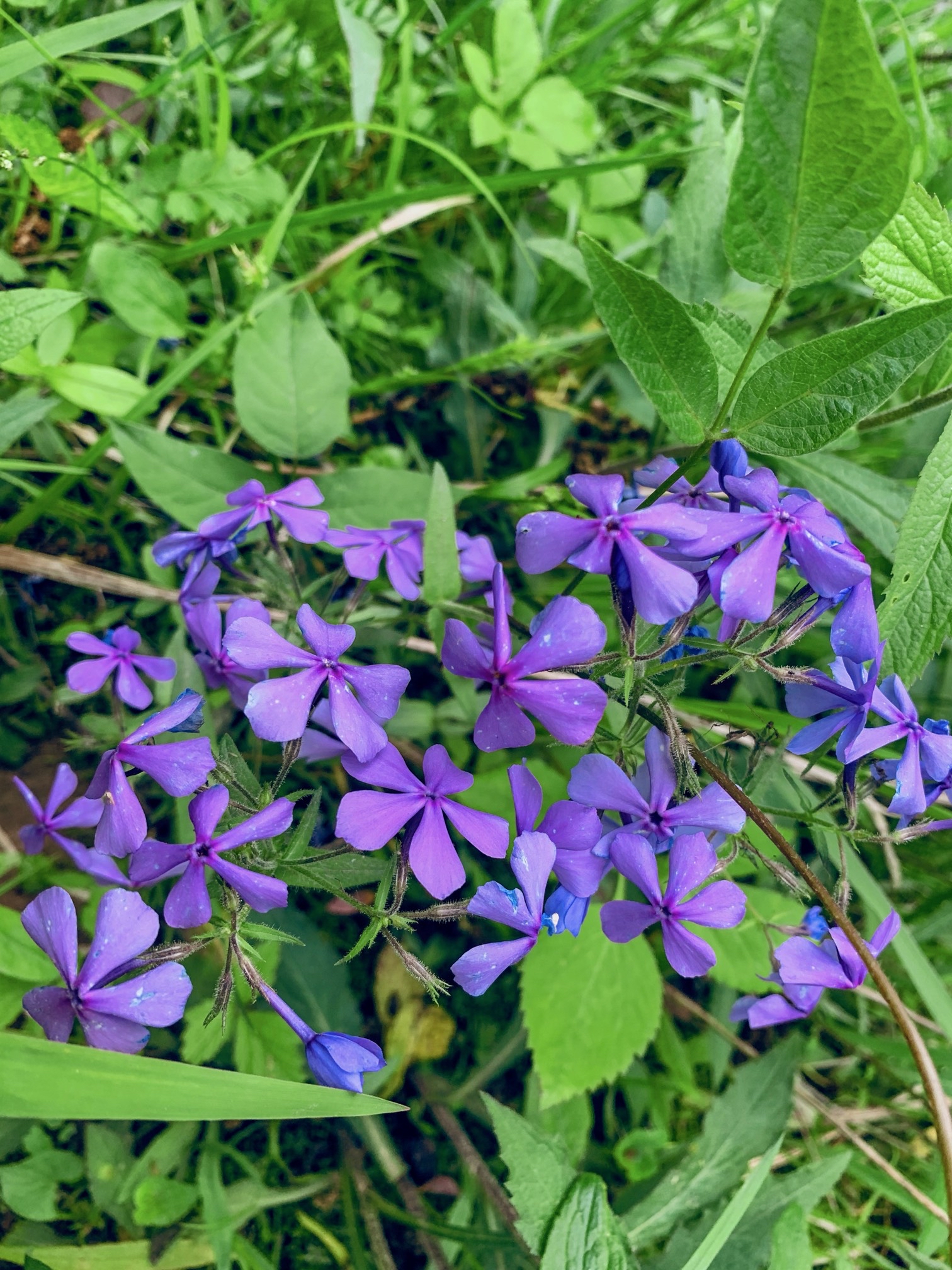 Mantle Rock Trail