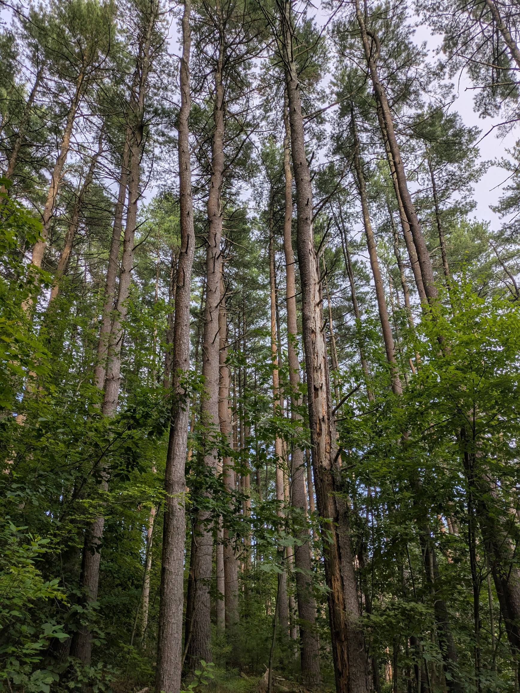 Wachusett Reservoir