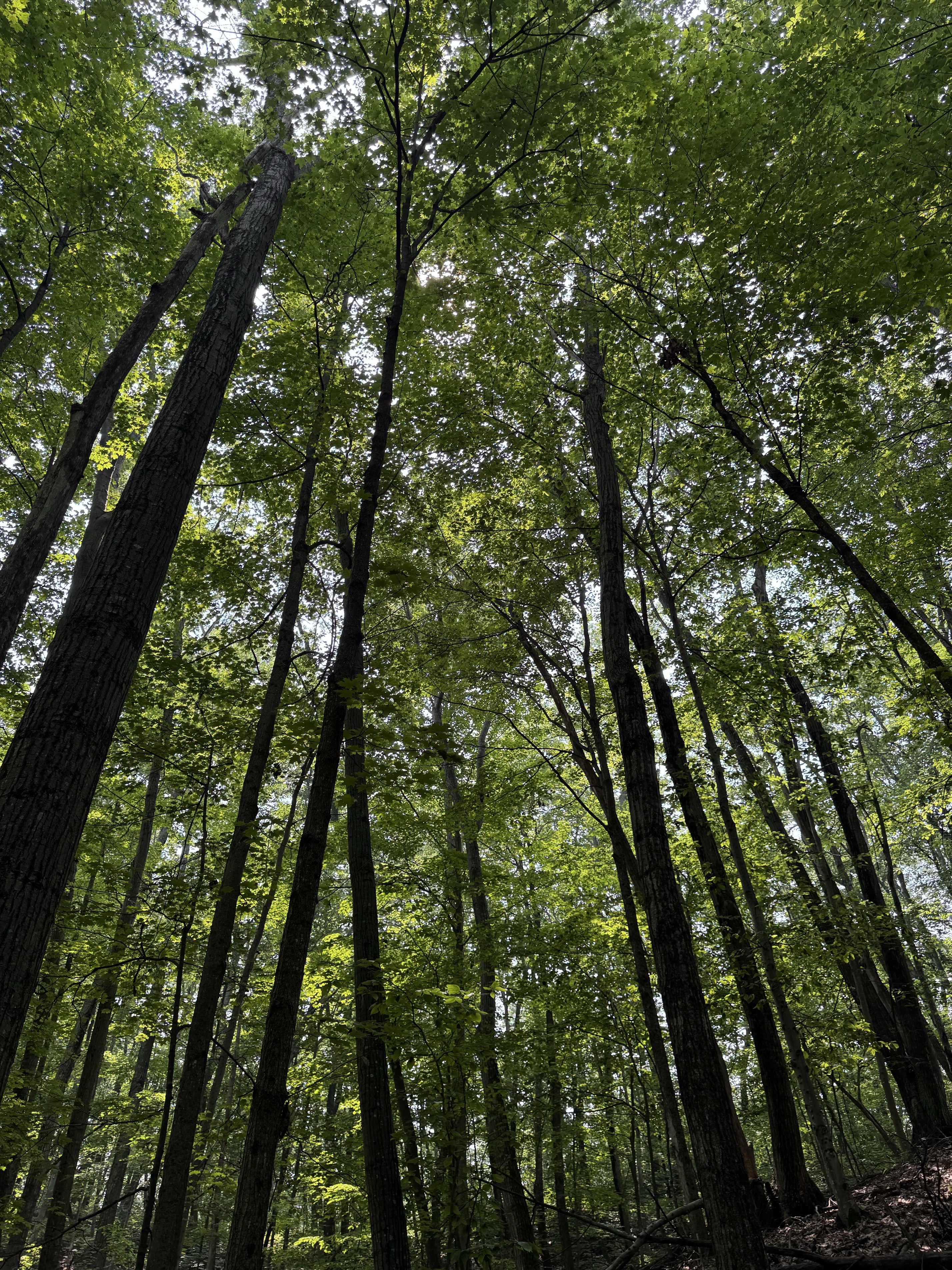 Mt Minnie Nature Preserve