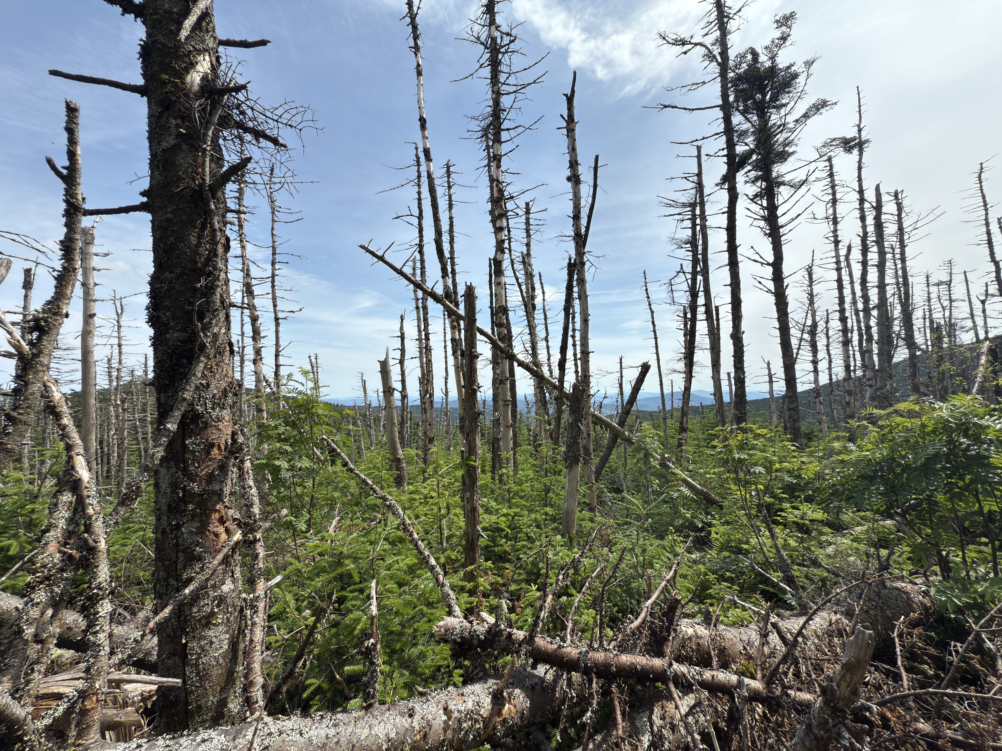 Mount Moosilauke via Beaver Brook Trail