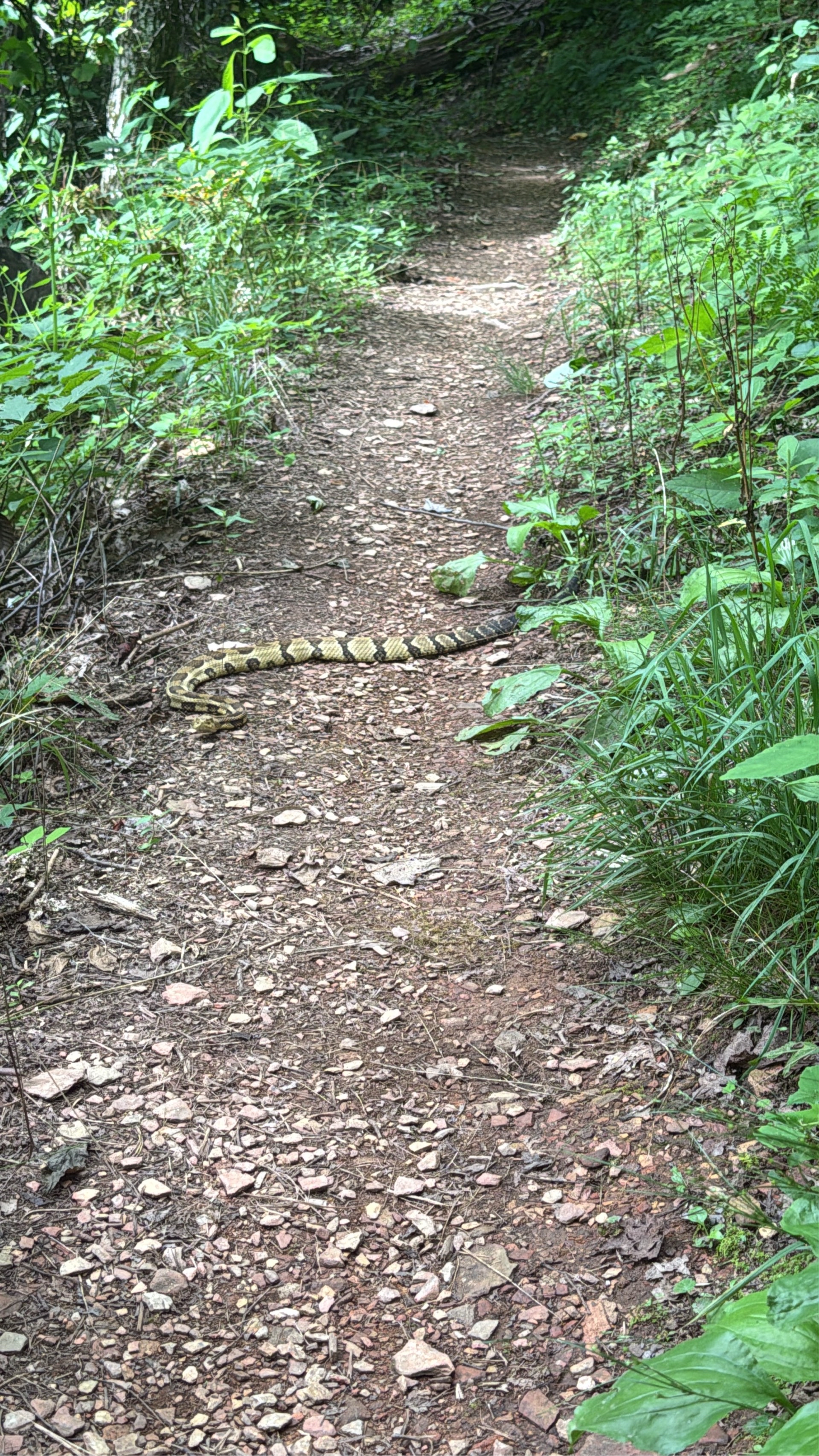 Pinnacle Mountain Trail