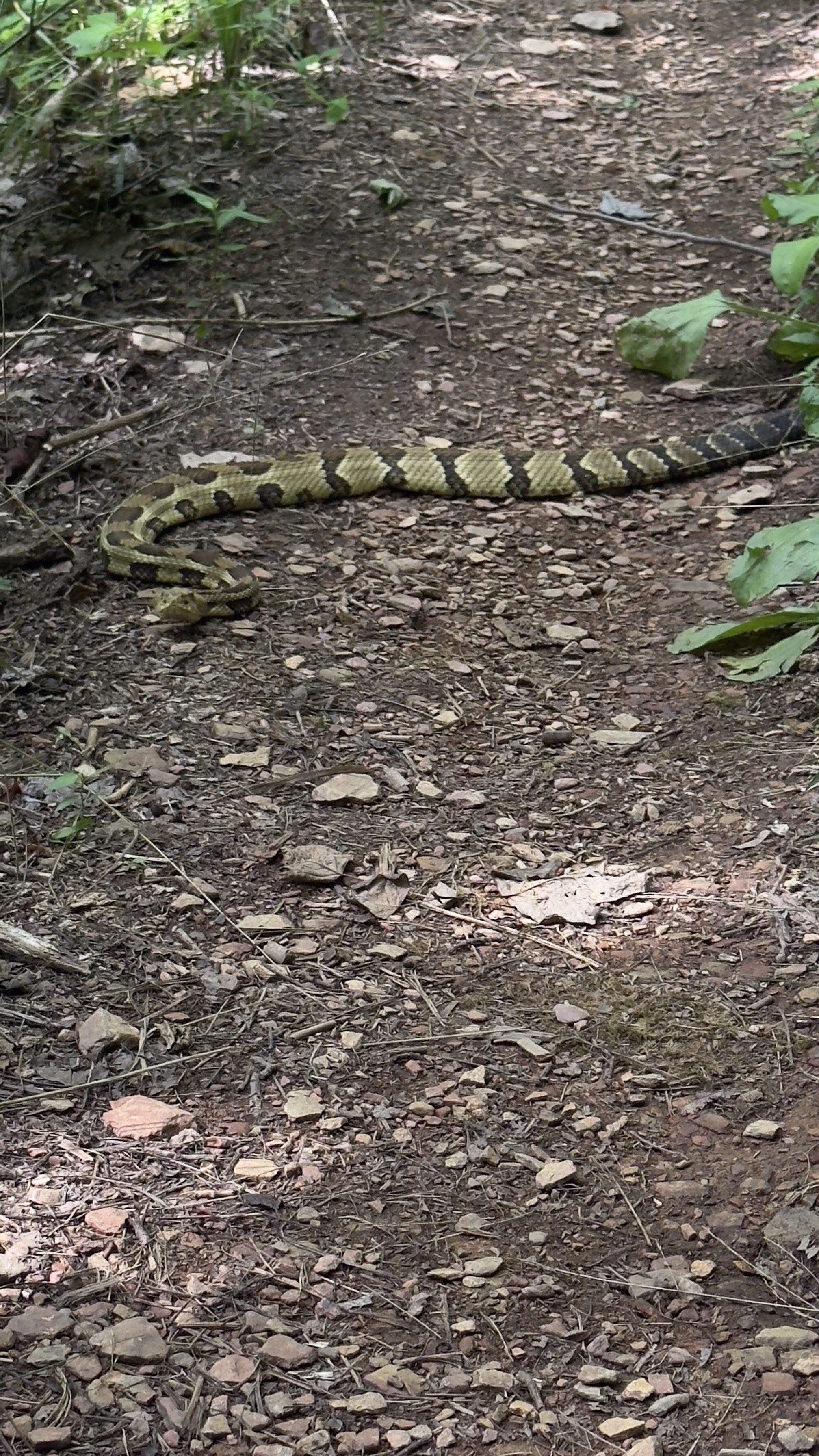 Pinnacle Mountain Trail