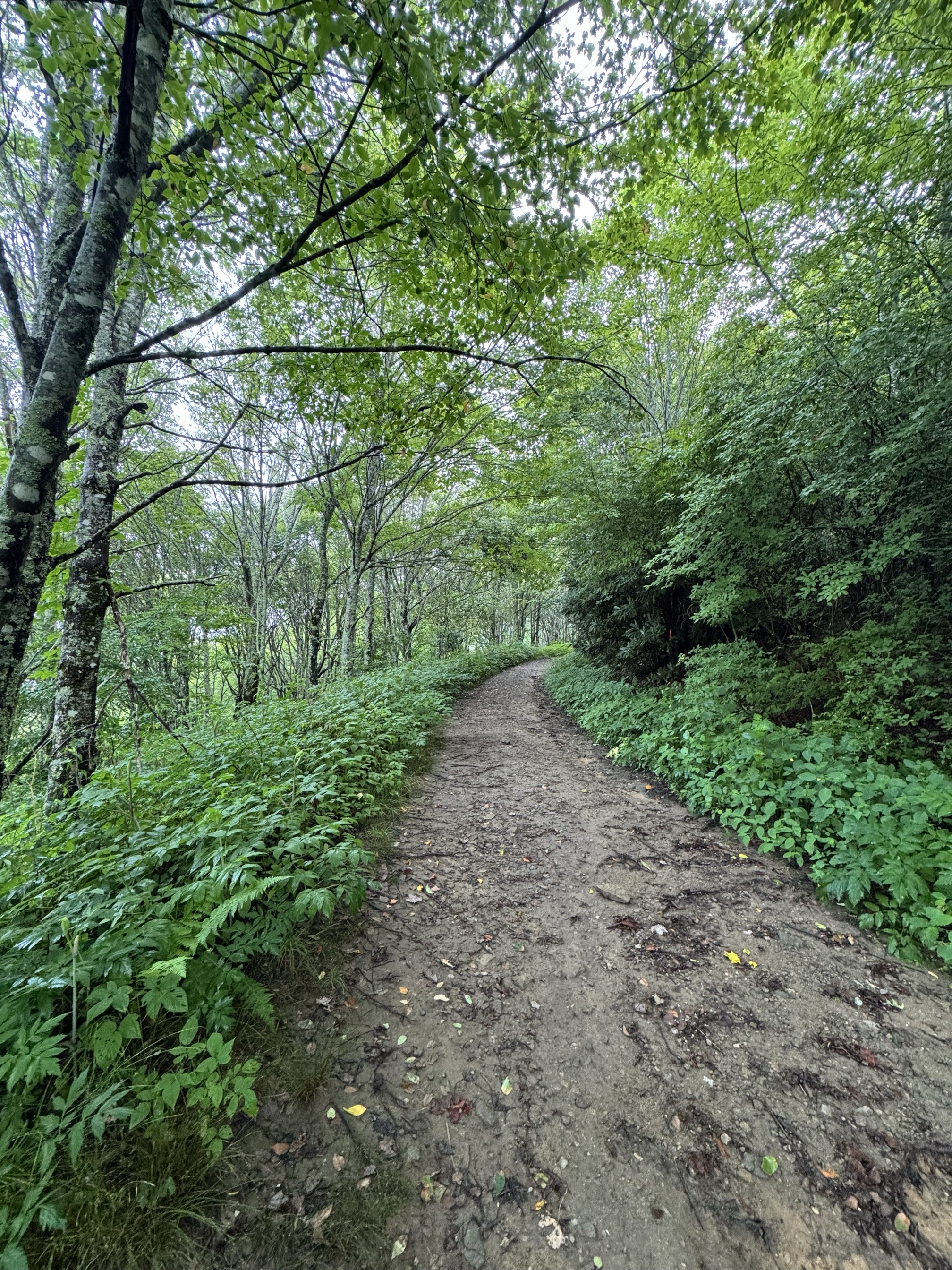 Max Patch Mountain