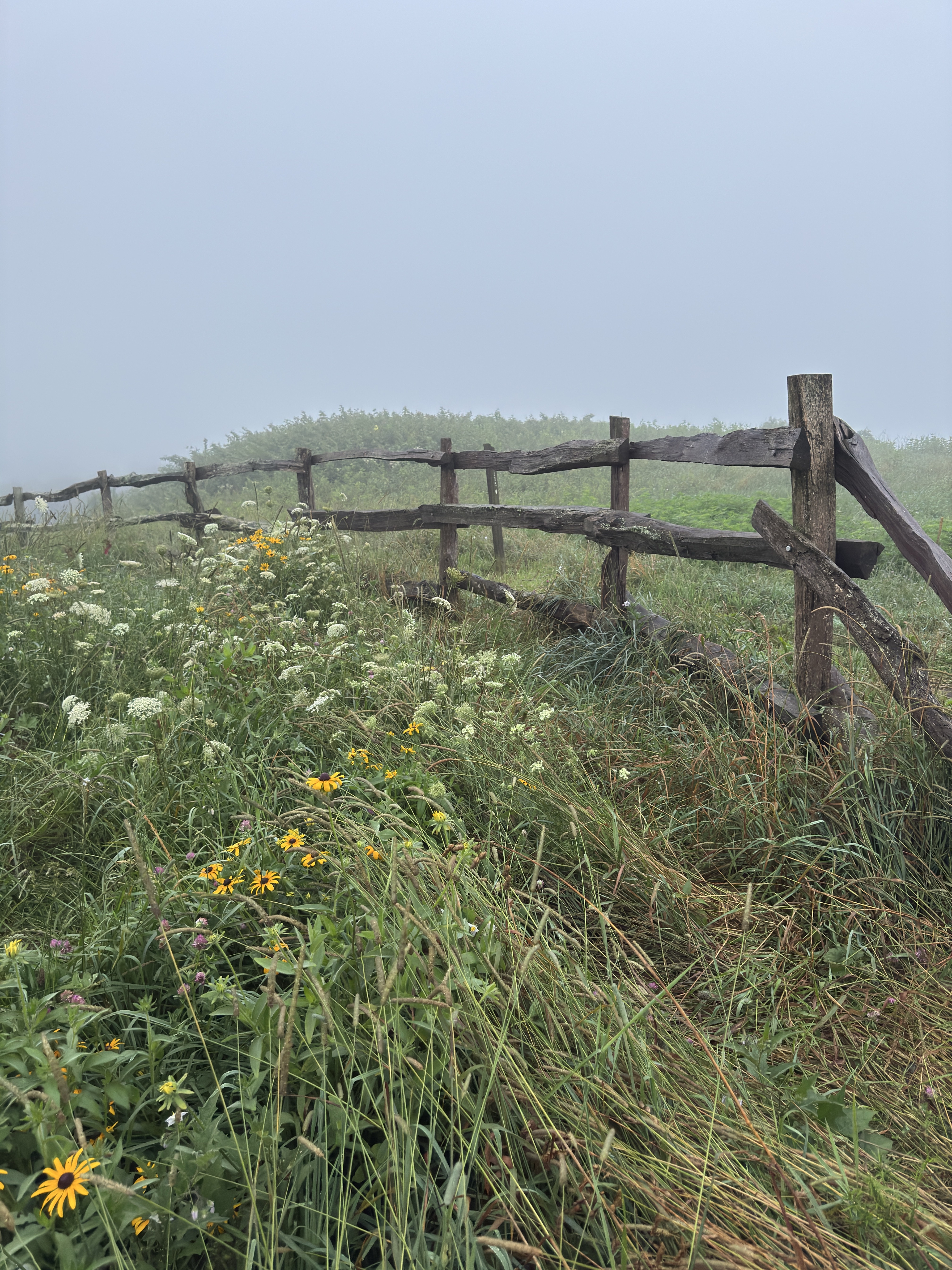Max Patch Mountain