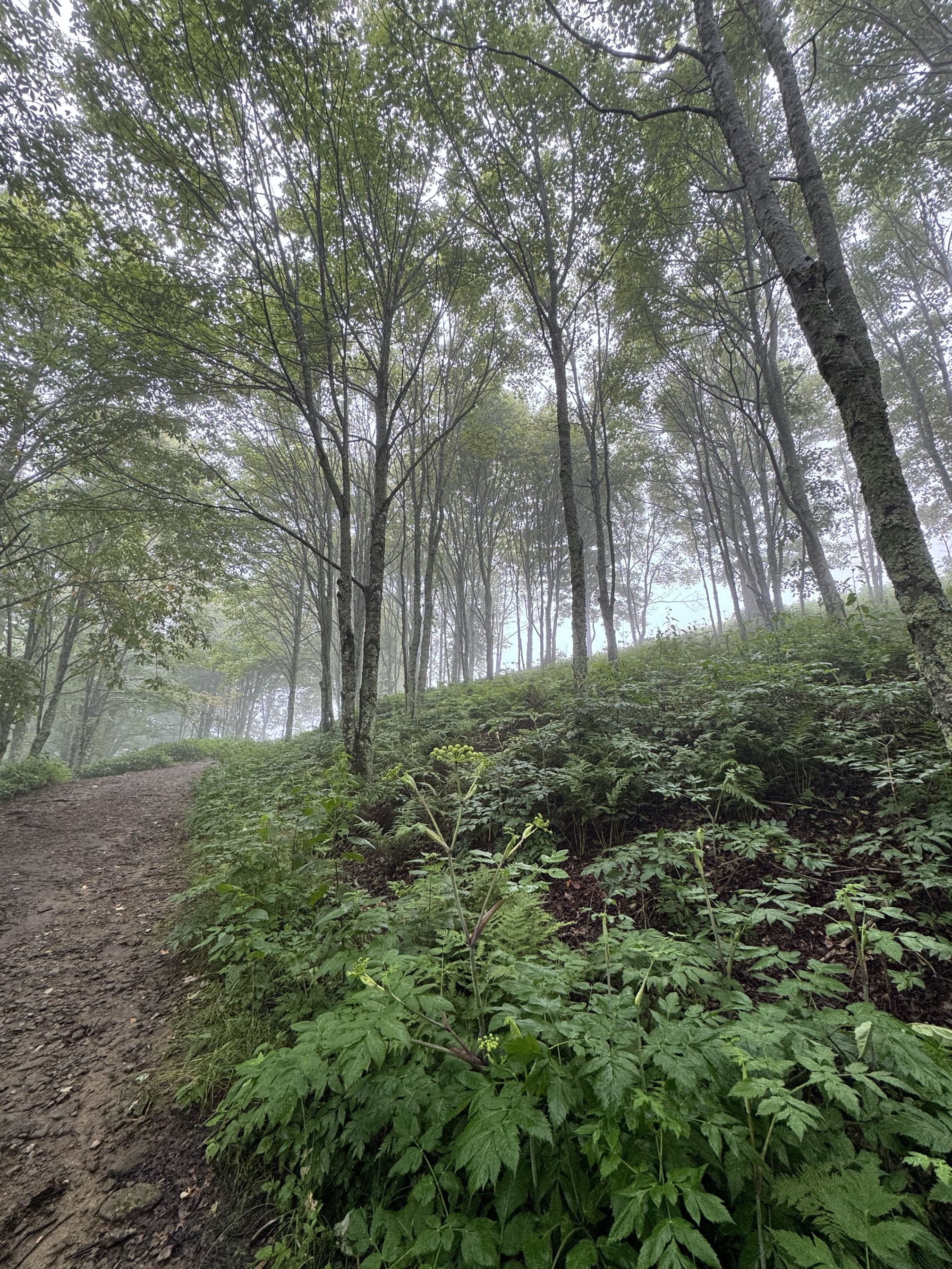 Max Patch Mountain