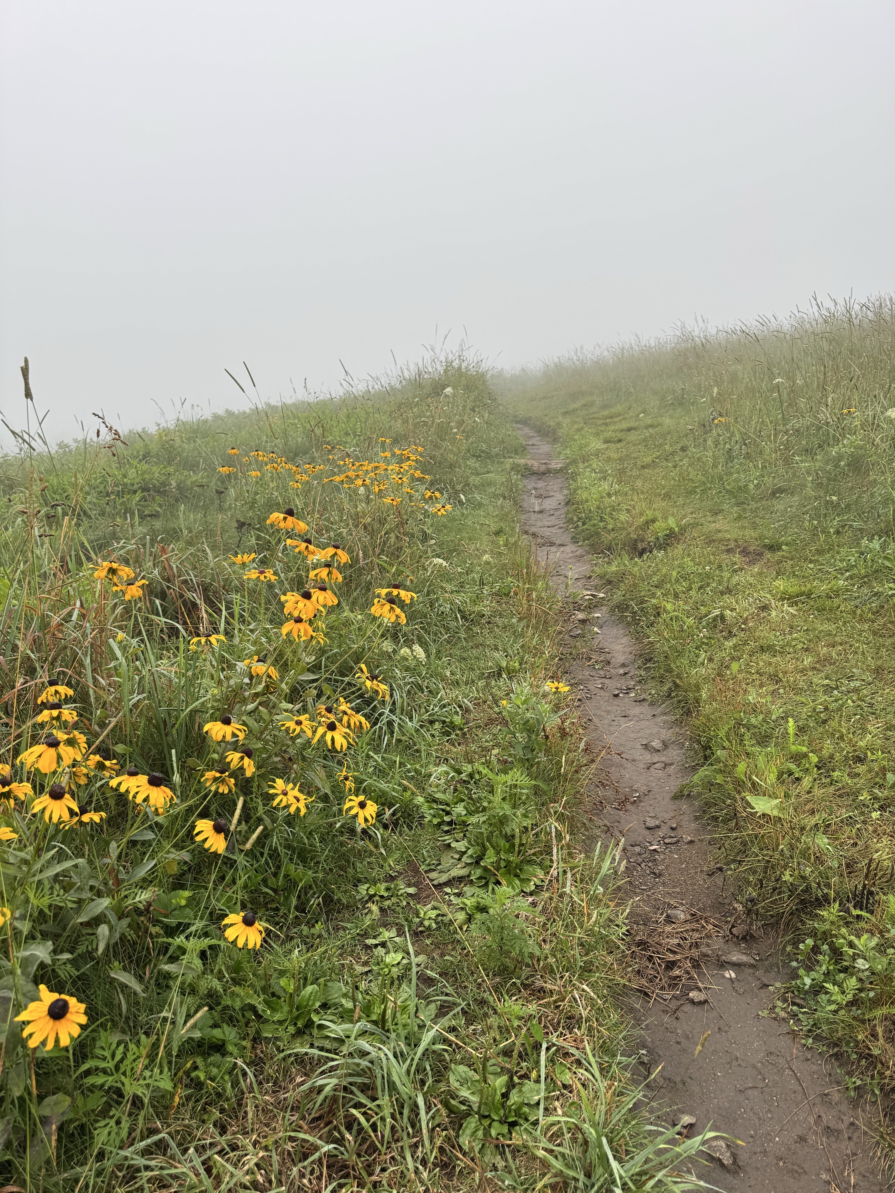 Max Patch Mountain