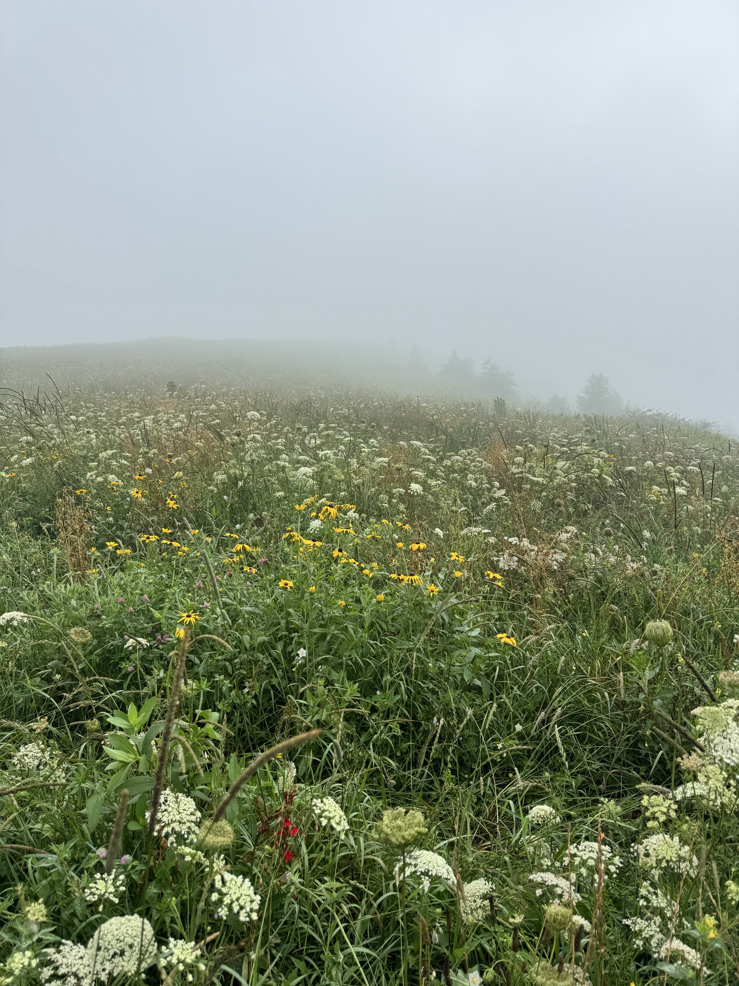 Max Patch Mountain