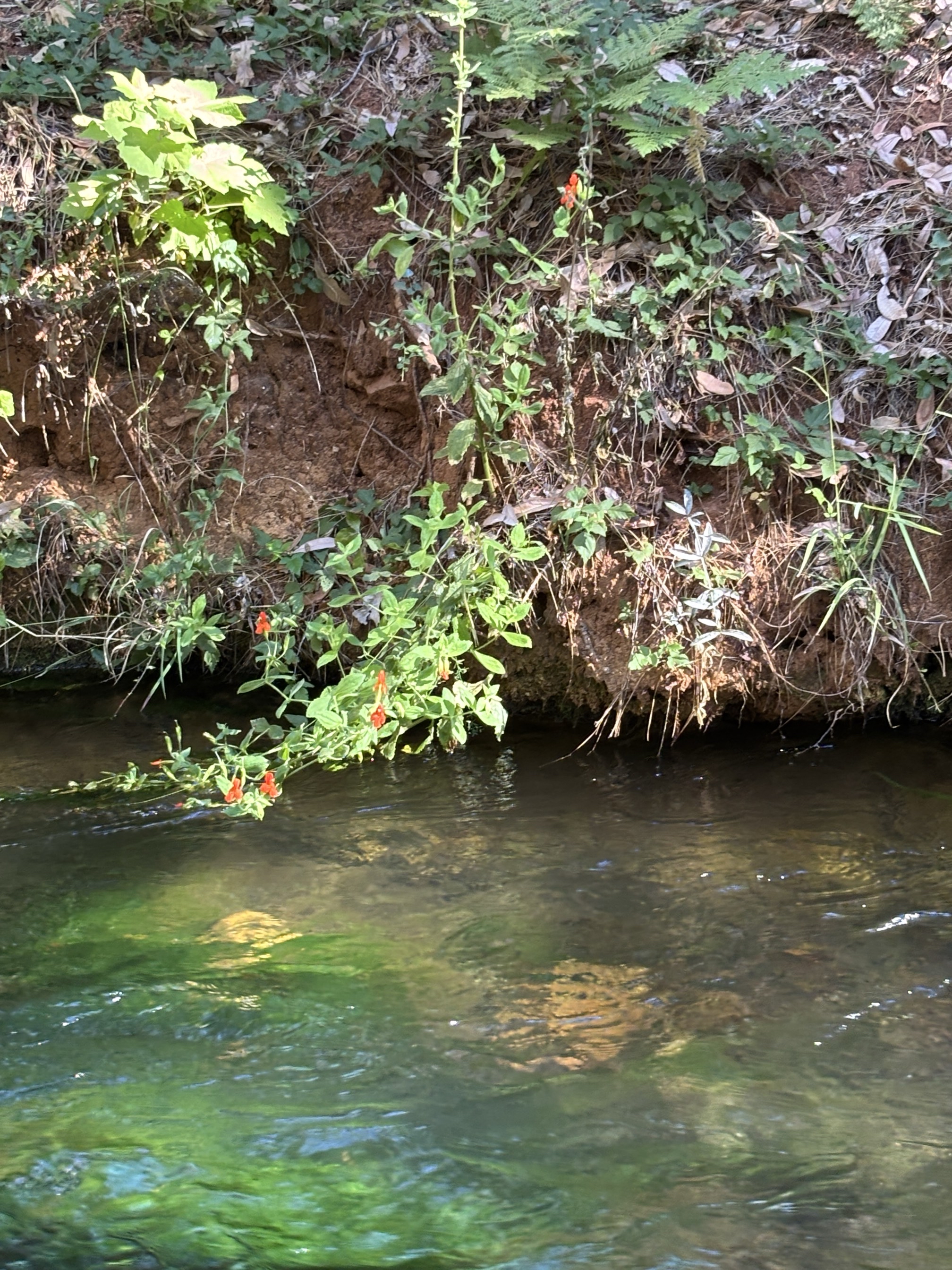 Flume Dam Trail
