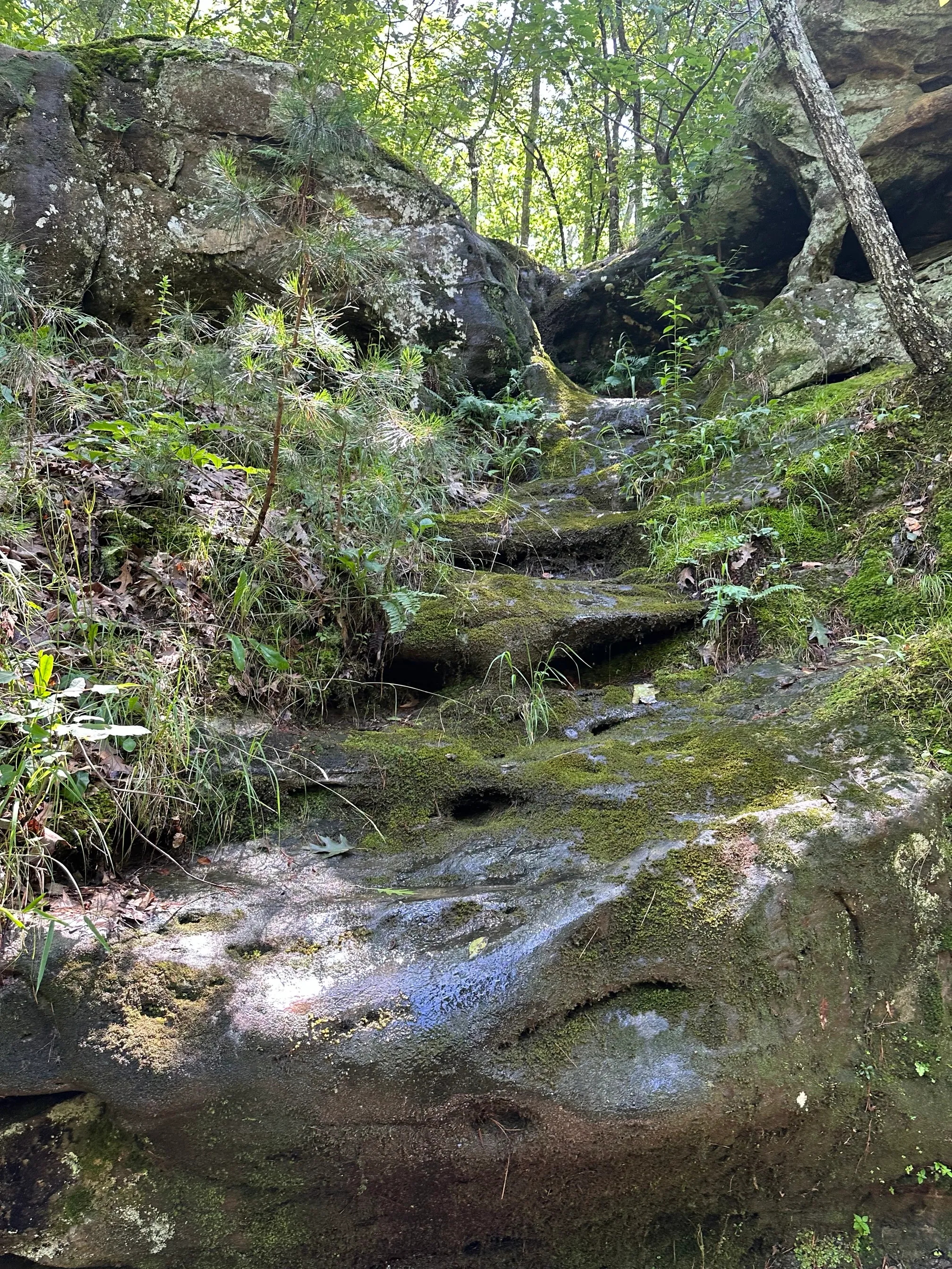 Pickle Springs Natural Area