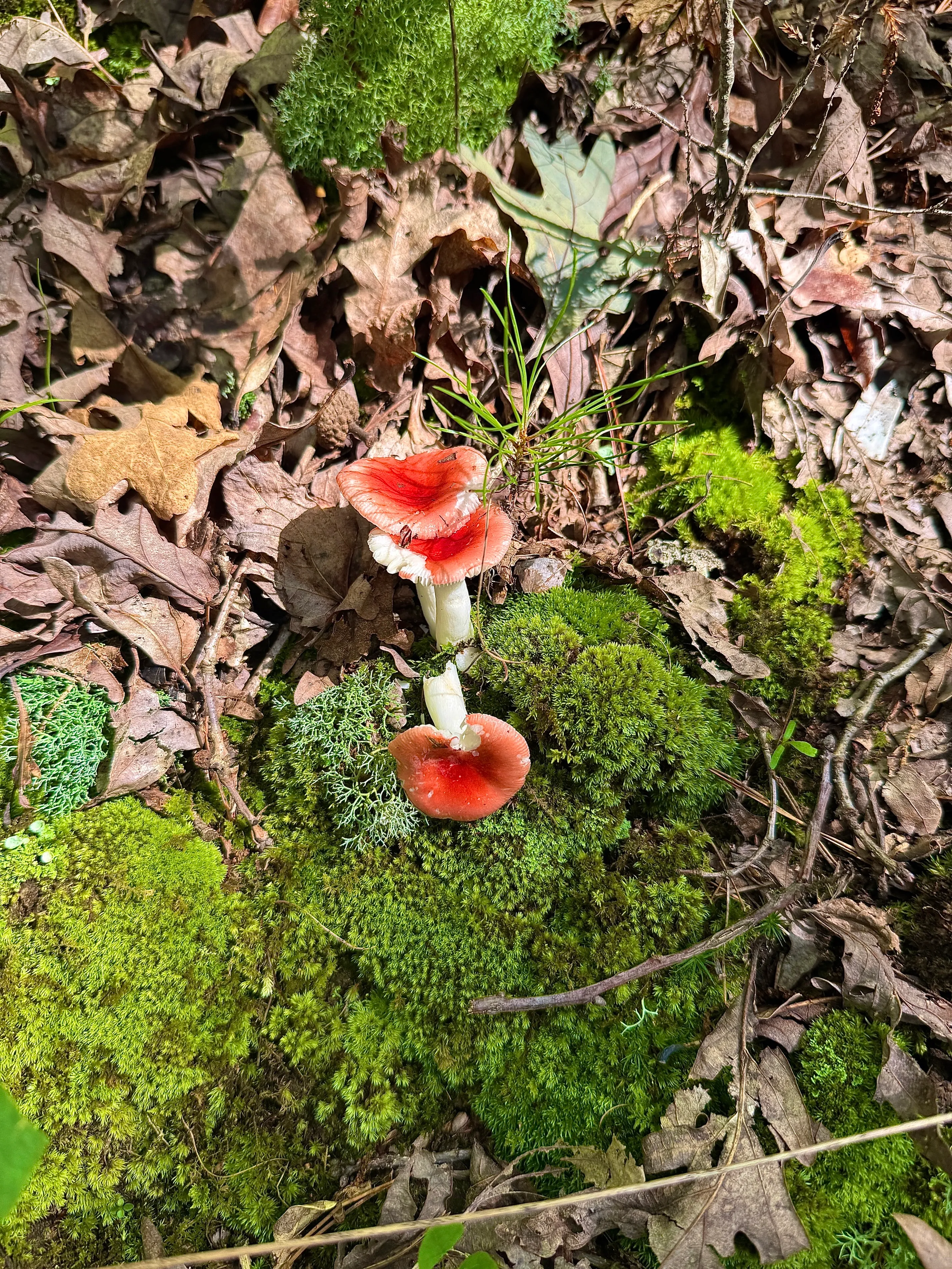 Pickle Springs Natural Area