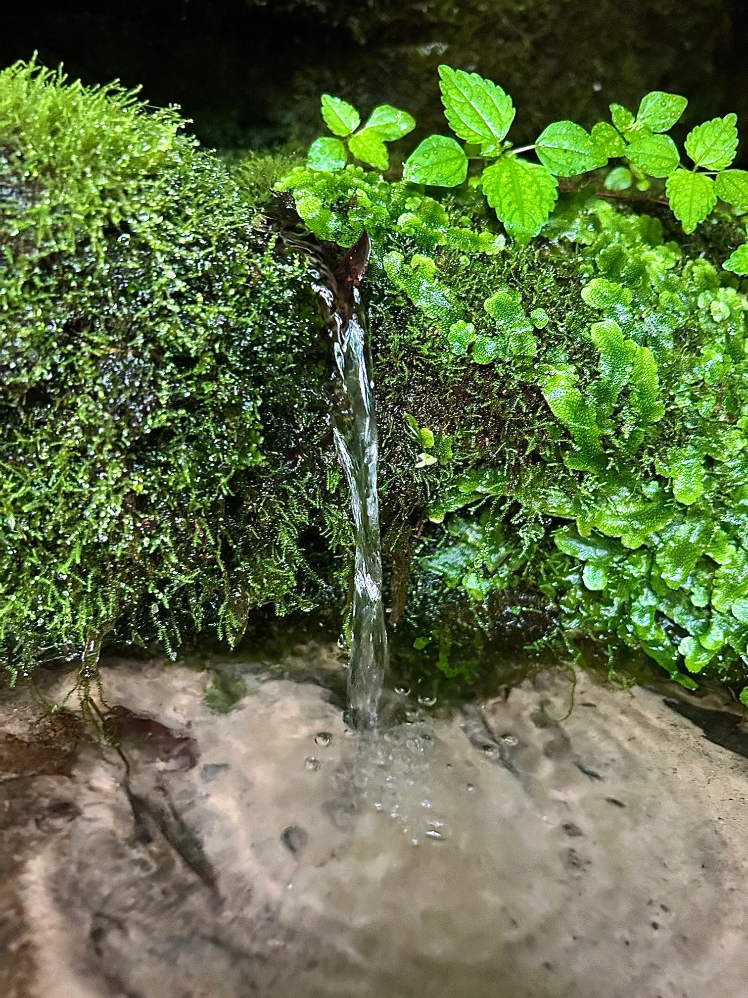 Pickle Springs Natural Area