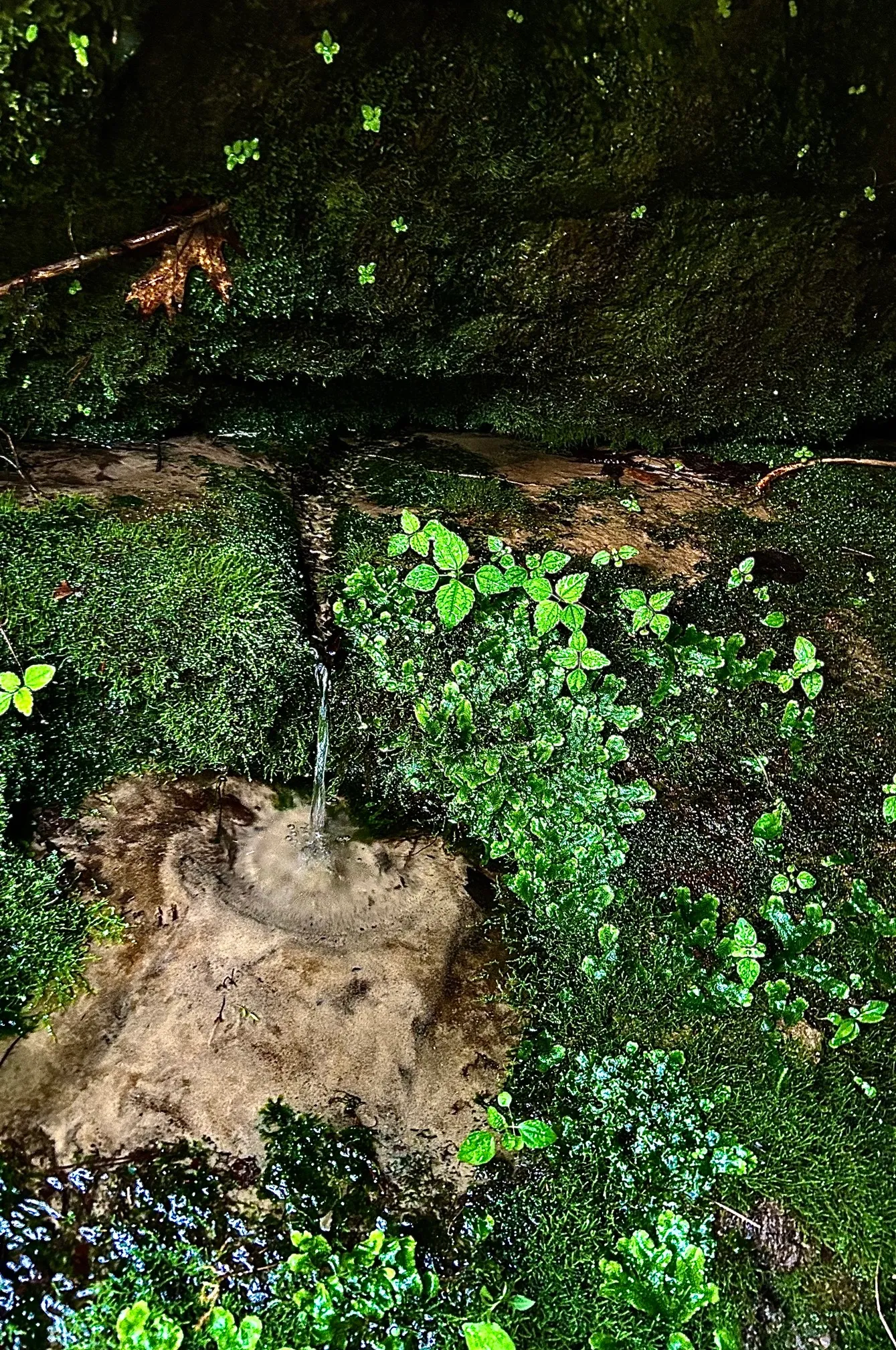 Pickle Springs Natural Area