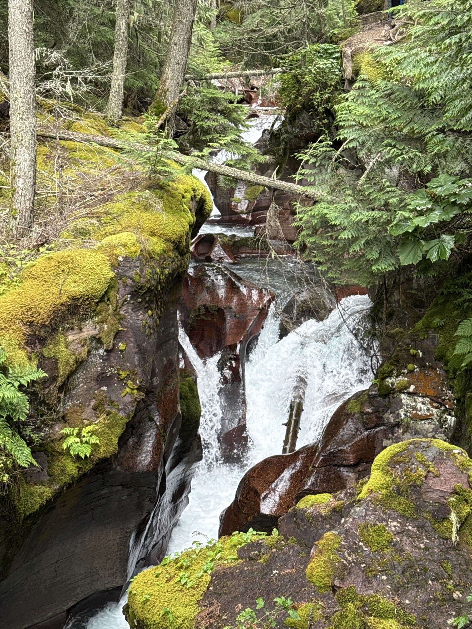 Avalanche Lake via Trail of Cedars