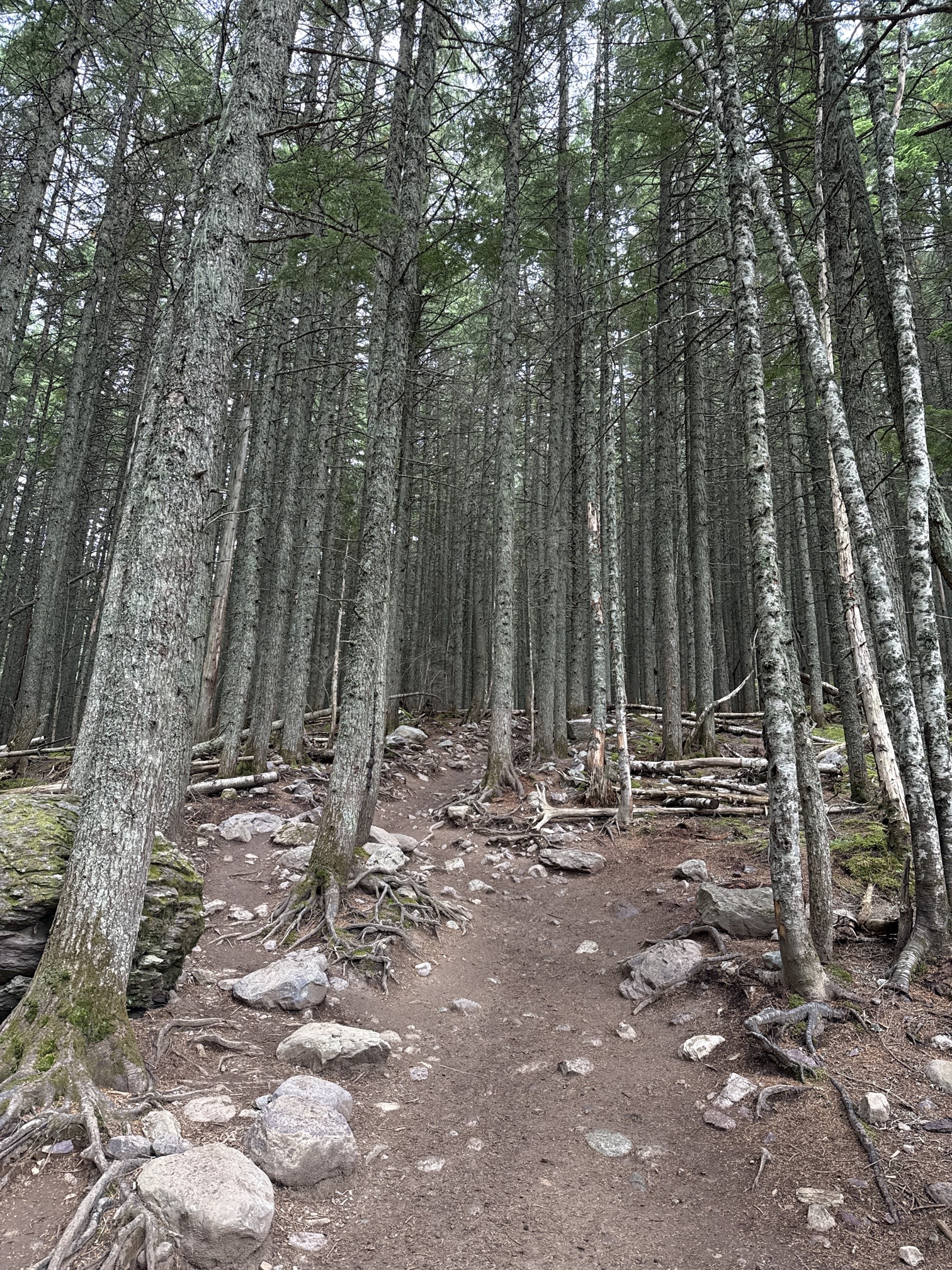 Avalanche Lake via Trail of Cedars
