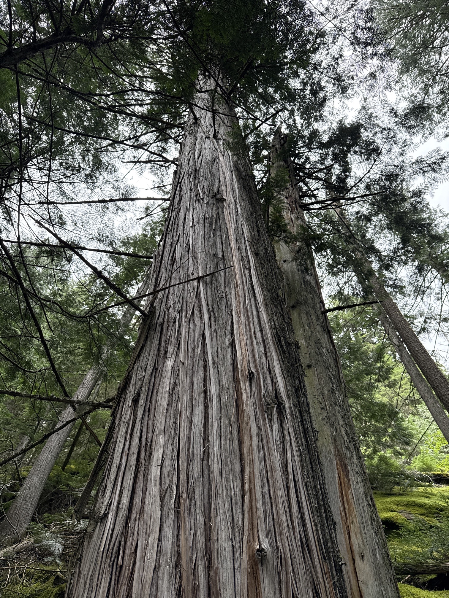 Avalanche Lake via Trail of Cedars