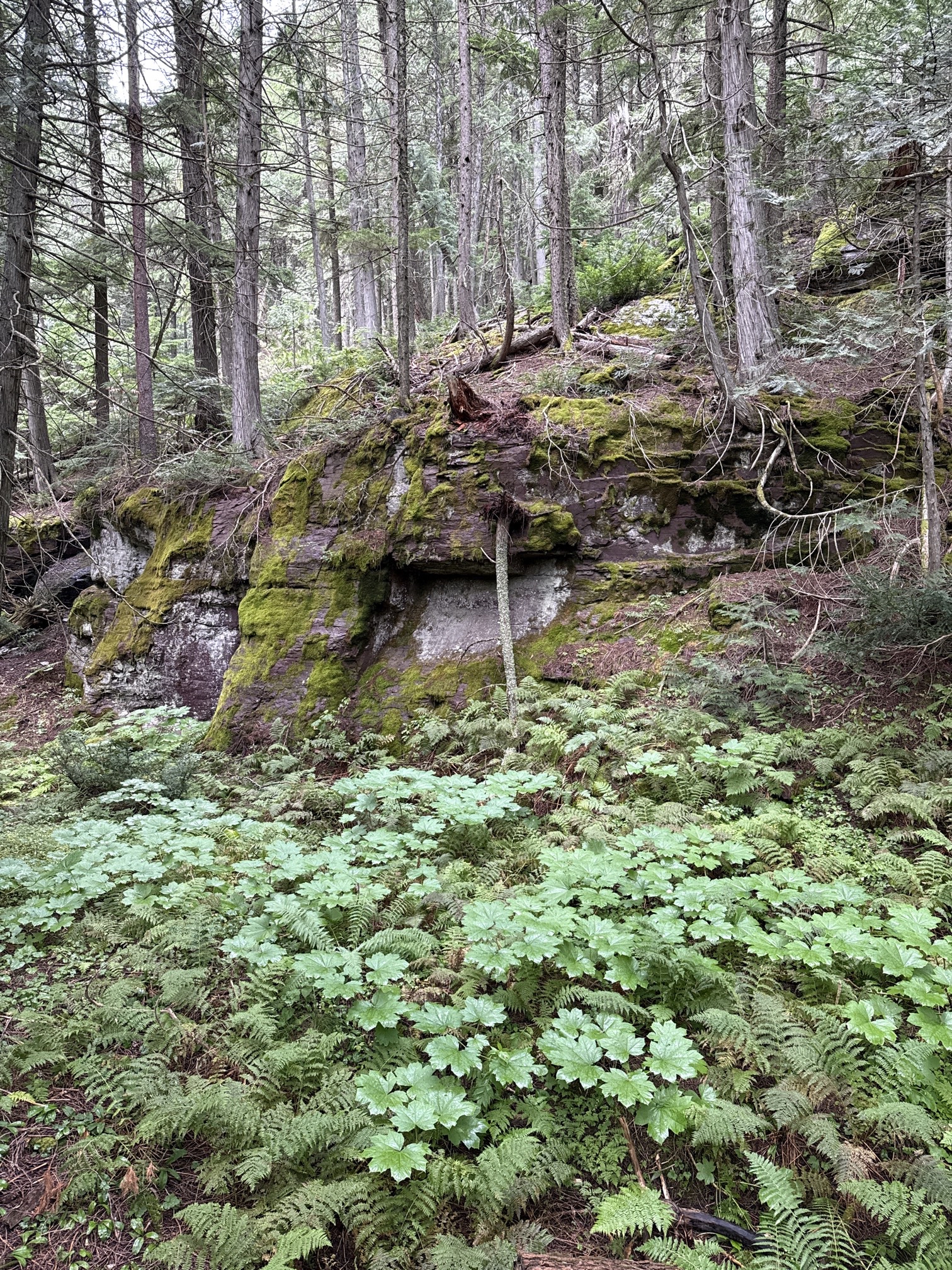 Avalanche Lake via Trail of Cedars