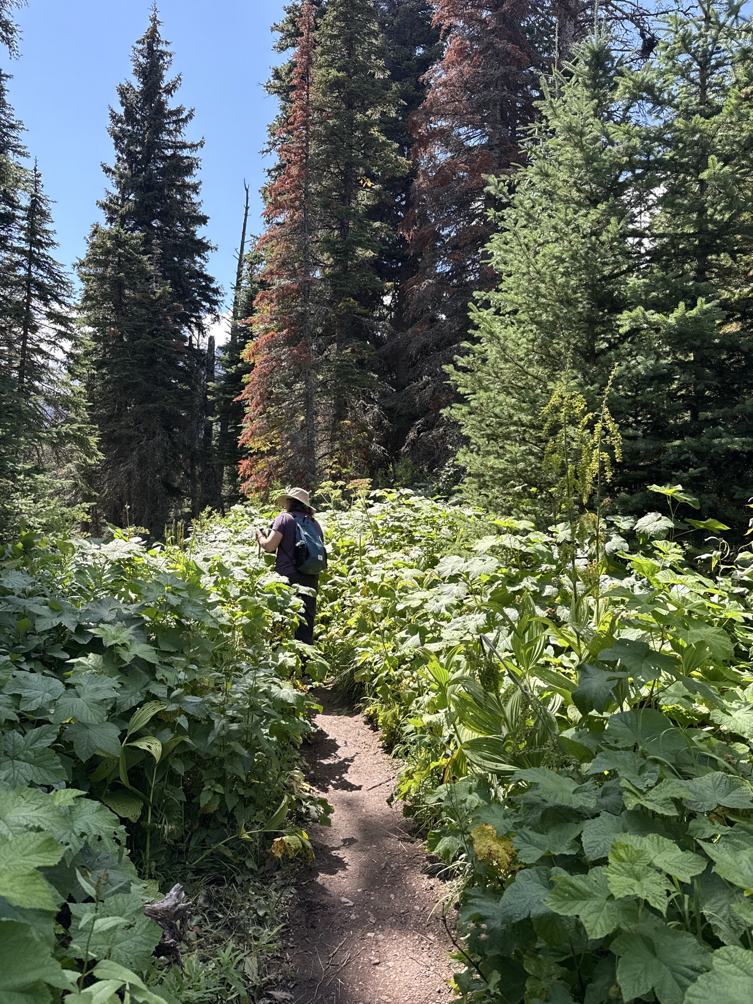 Rockwell Falls Trail