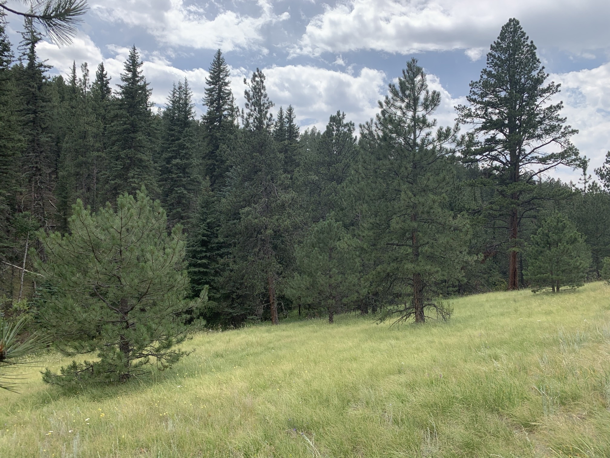 Lowell Gulch Upper and Lower Ridge Trail