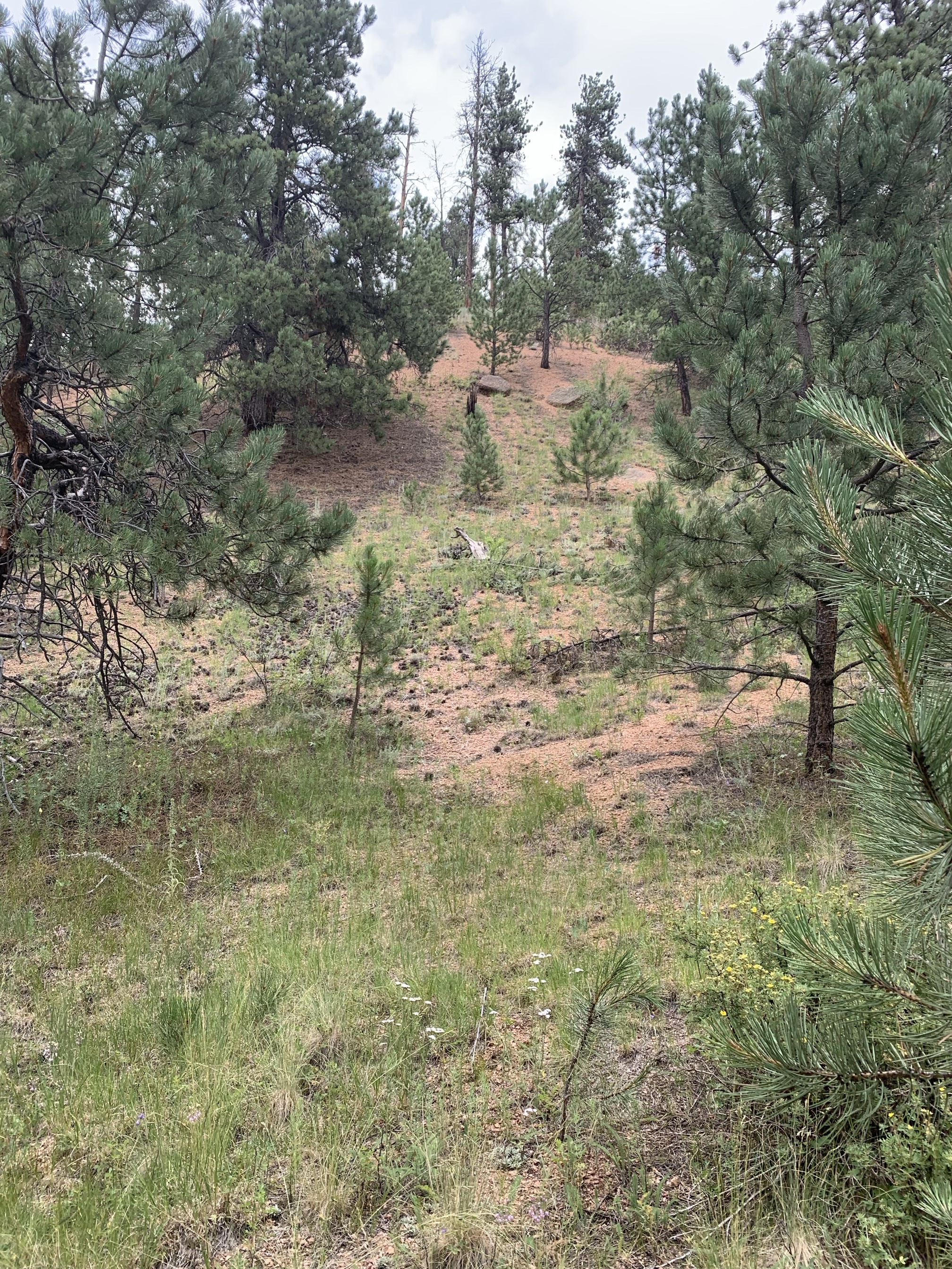 Lowell Gulch Upper and Lower Ridge Trail
