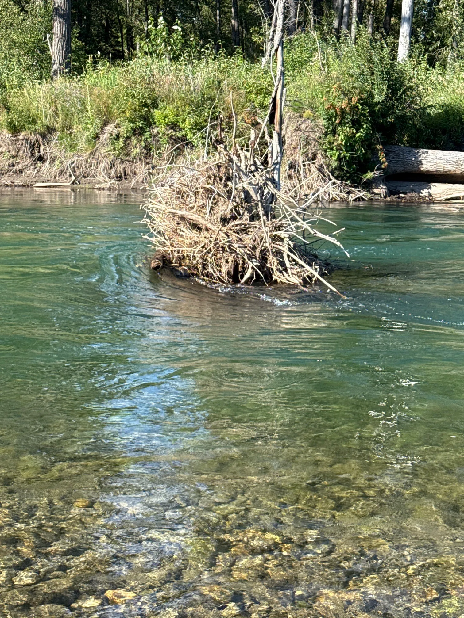 Elk River: Fernie to Cokato