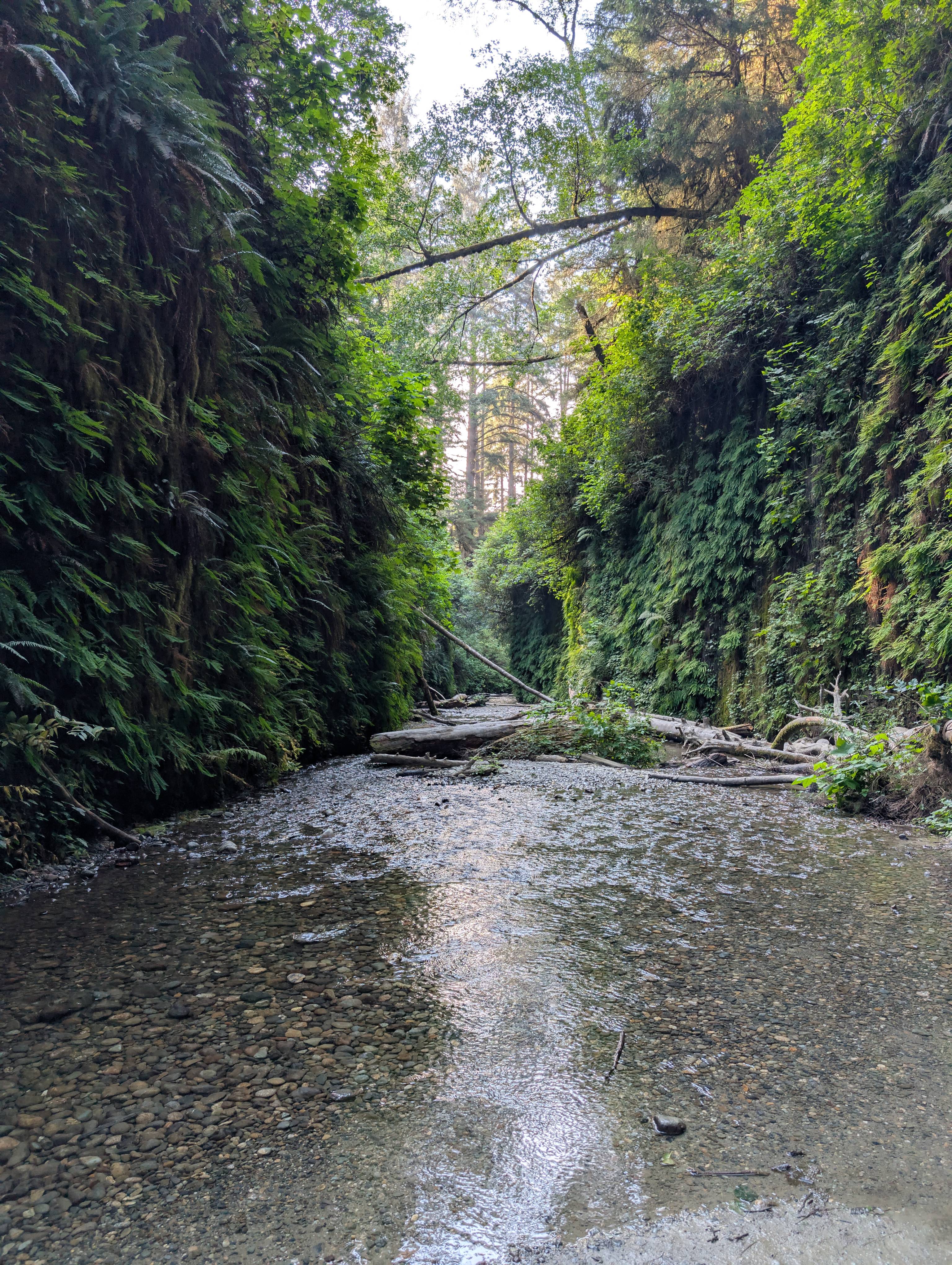 Fern Canyon