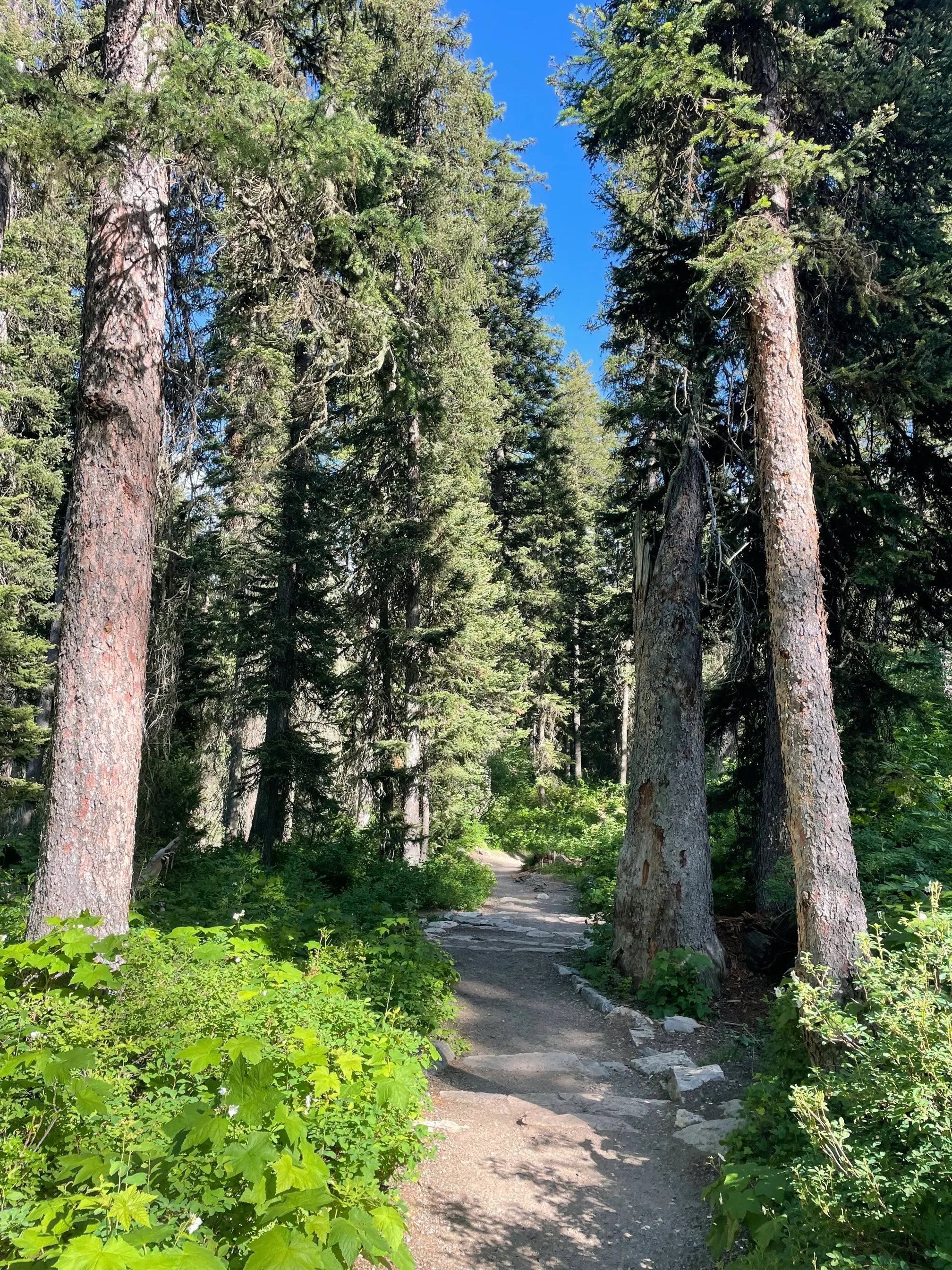 Hike to Jenny Lake's Inspiration Point