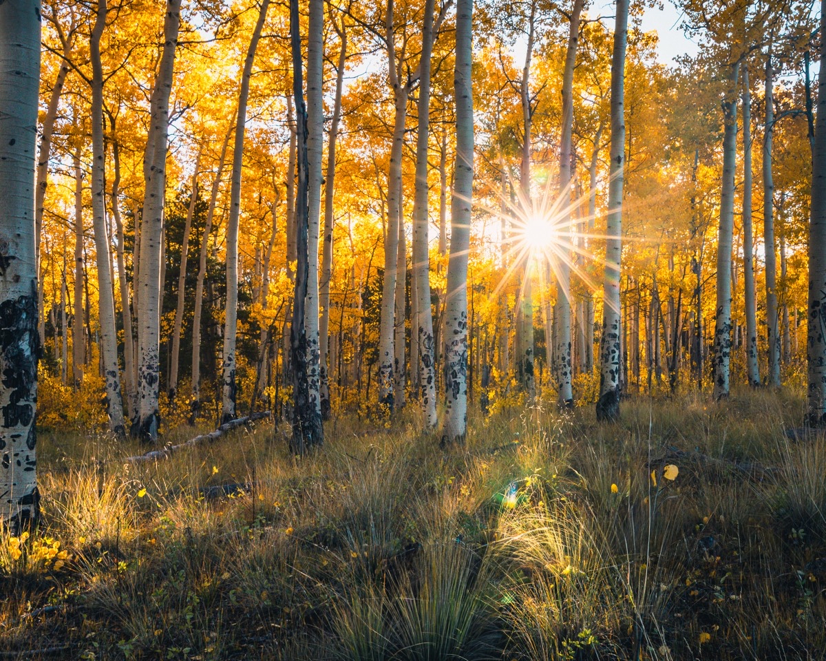 Colorado Trail: Kenosha Pass to FR 130