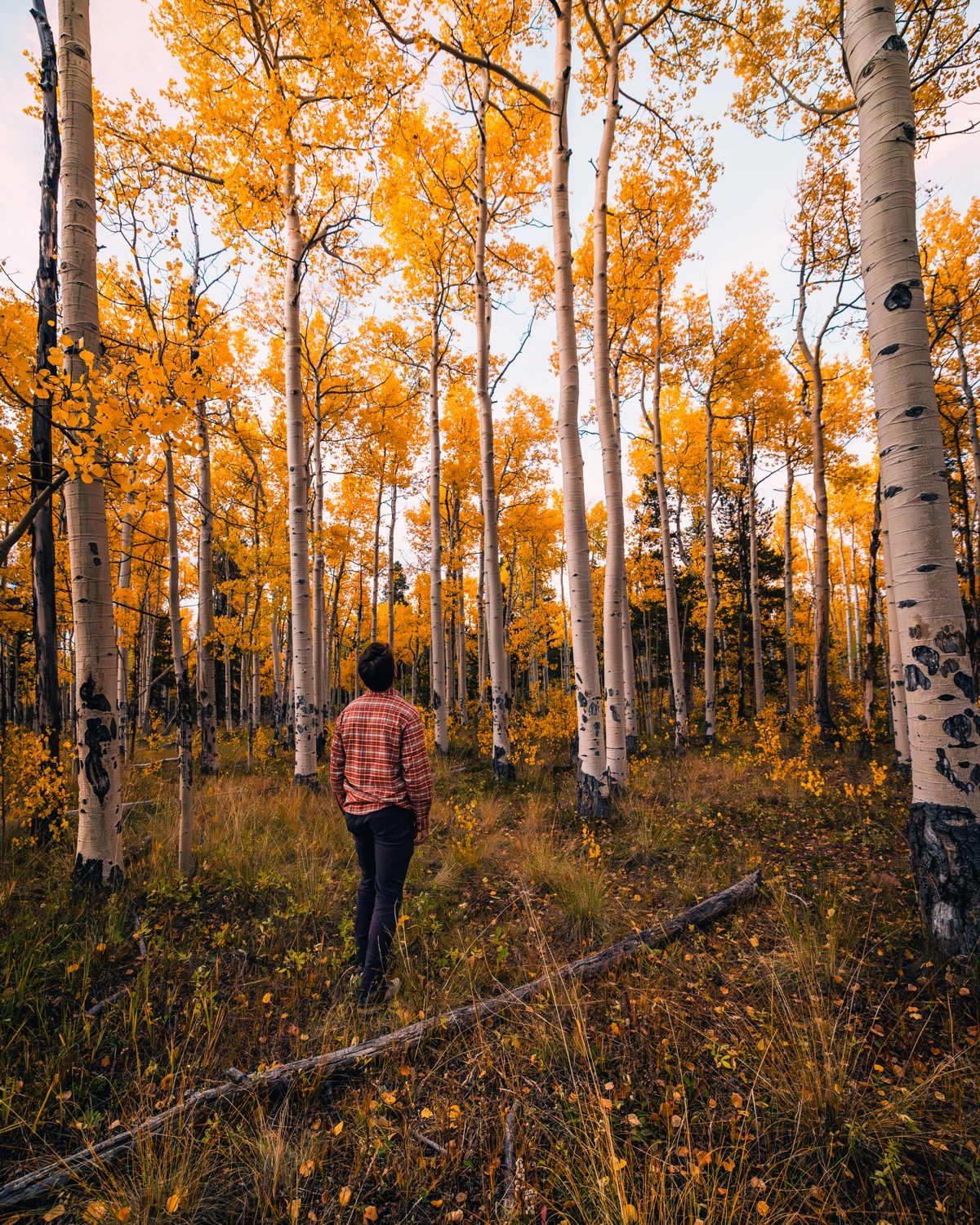 Colorado Trail: Kenosha Pass to FR 130