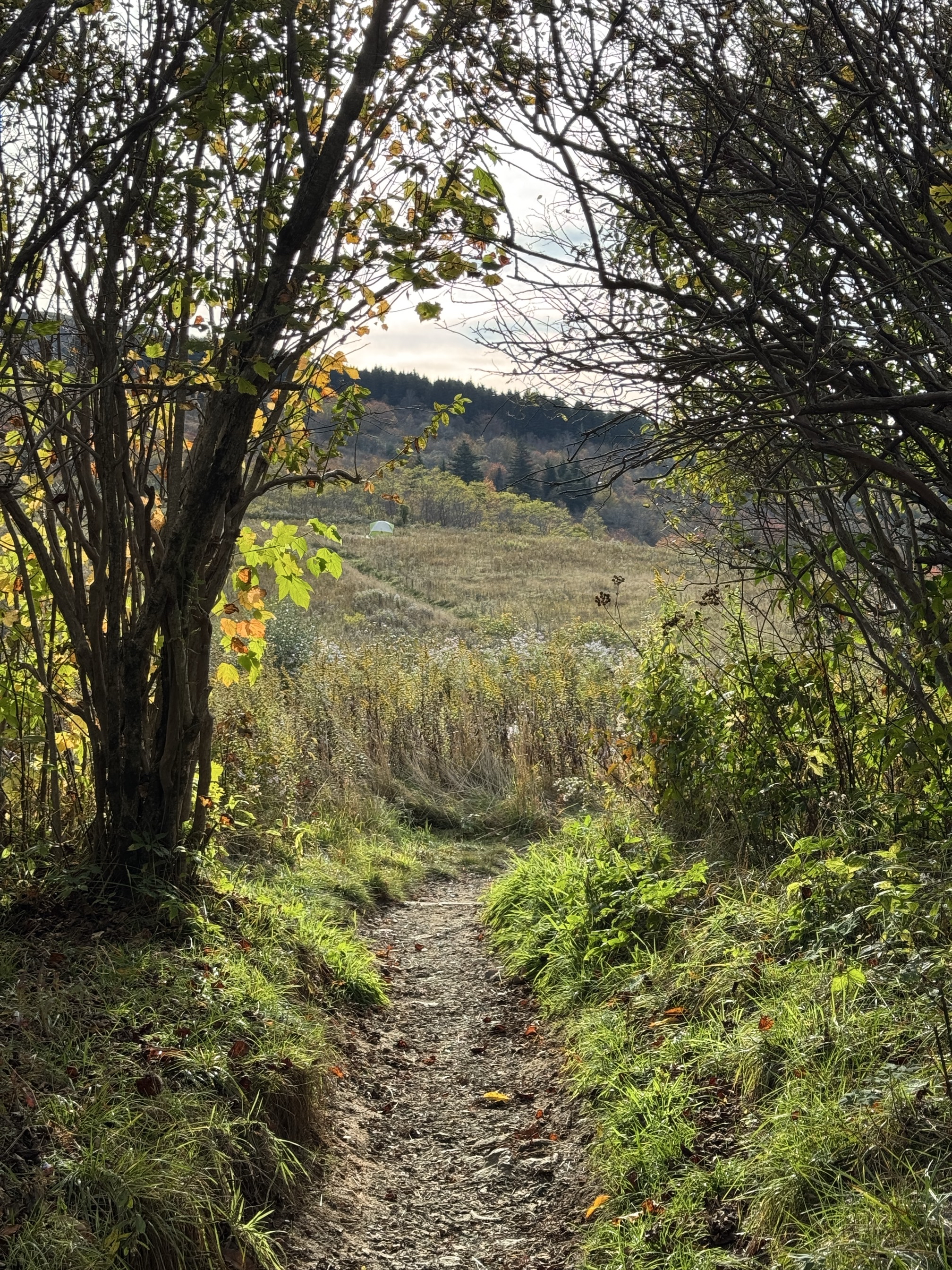 Sam Knob Trail